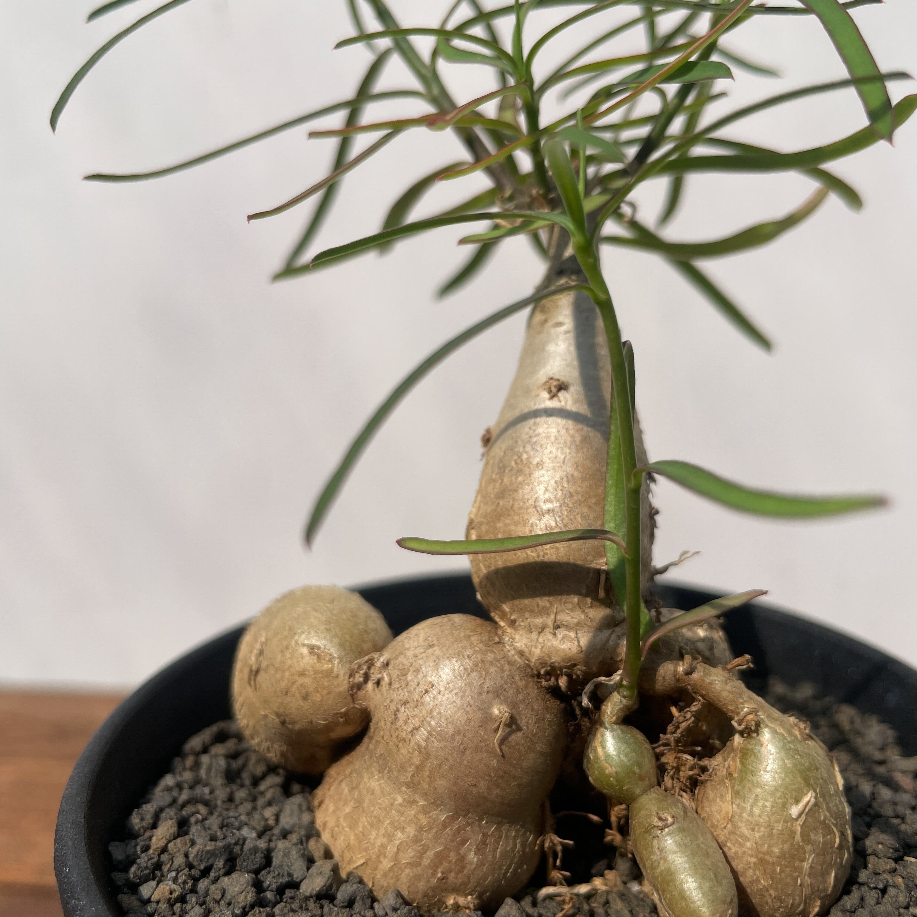 Euphorbia hedyotoides【ユーフォルビア・ヘディオトイデス】 | RIMO'S