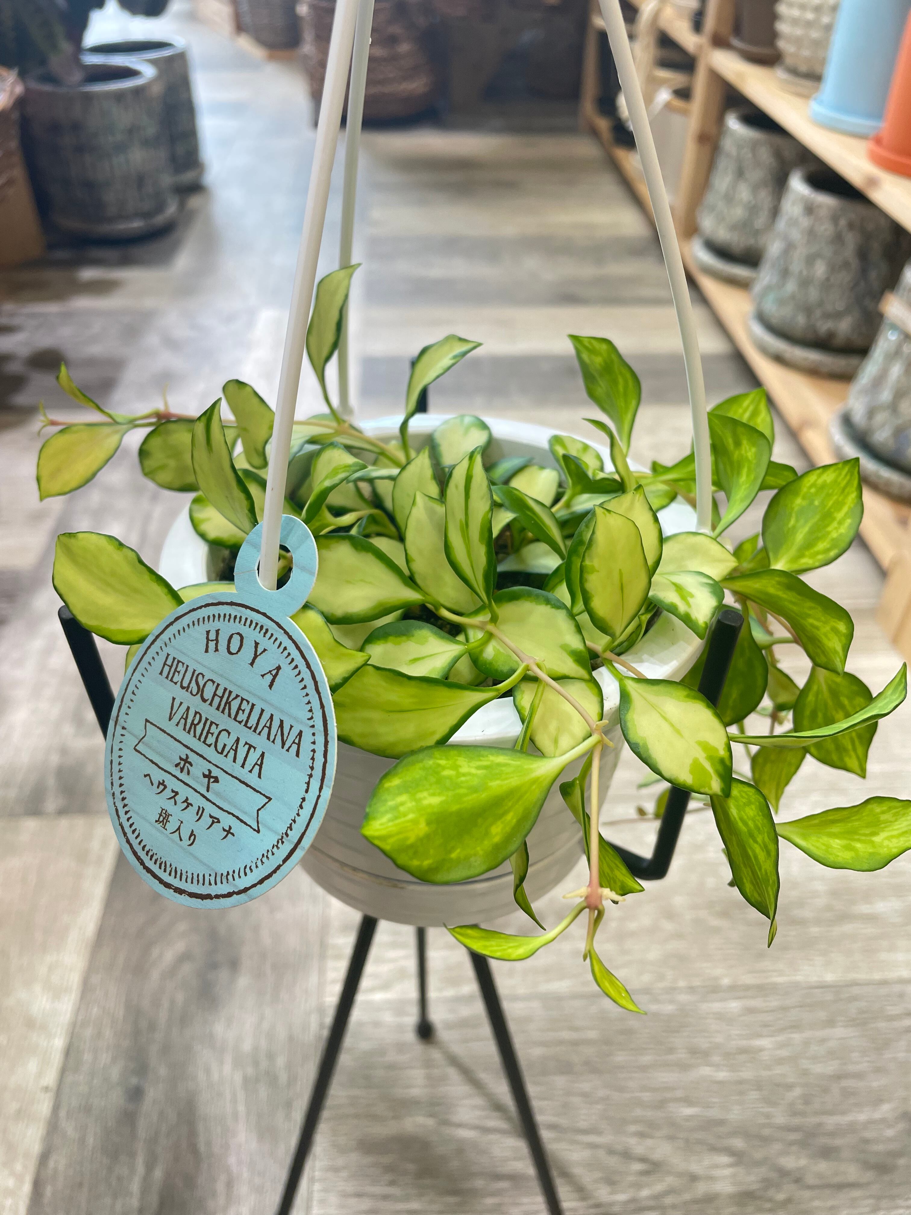 【希少レア】ホヤ・ヘウスケリアナ斑入り | Gardenえん ネット