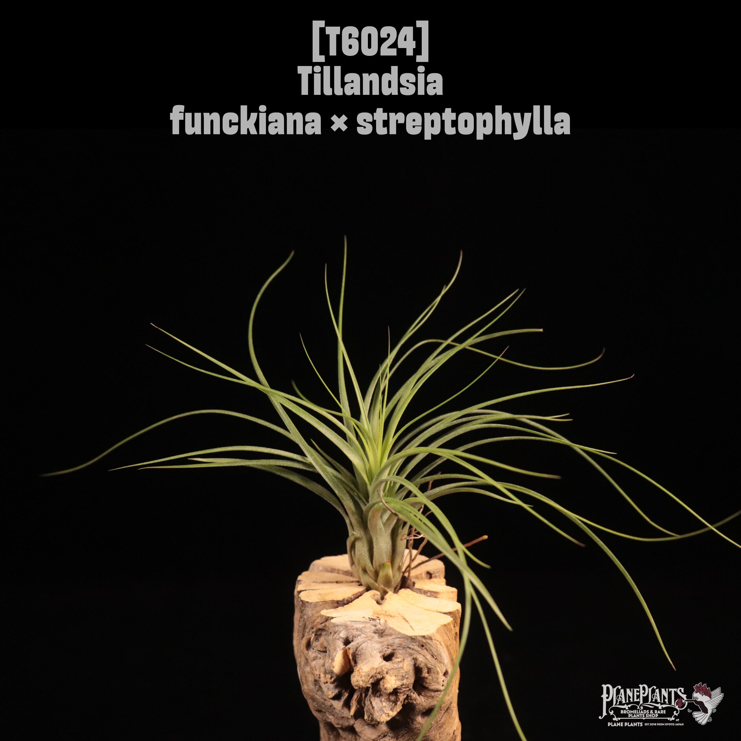 送料無料】flexuosa twisted form 〔エアプランツ〕現品発送T2645