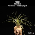 [reserved] Tillandsia funckiana × streptophylla〔ティランジア〕T6024
