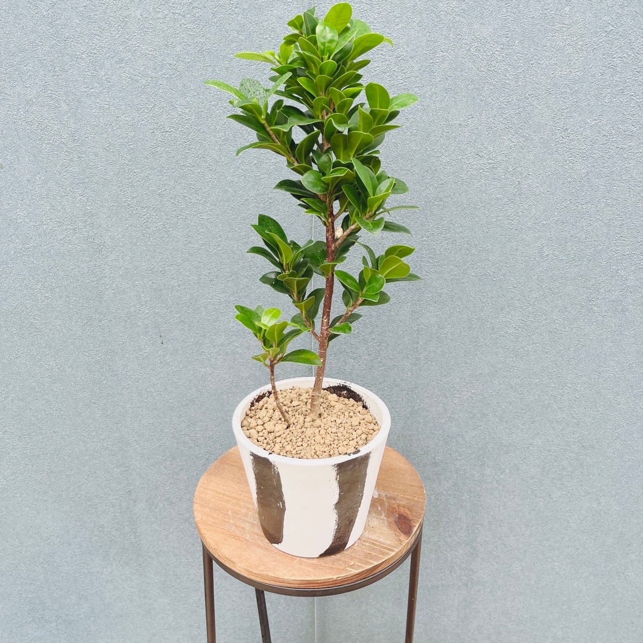 現品］【希少】☆レア☆ R オキナワコバガジュマル 4号 観葉植物 室内
