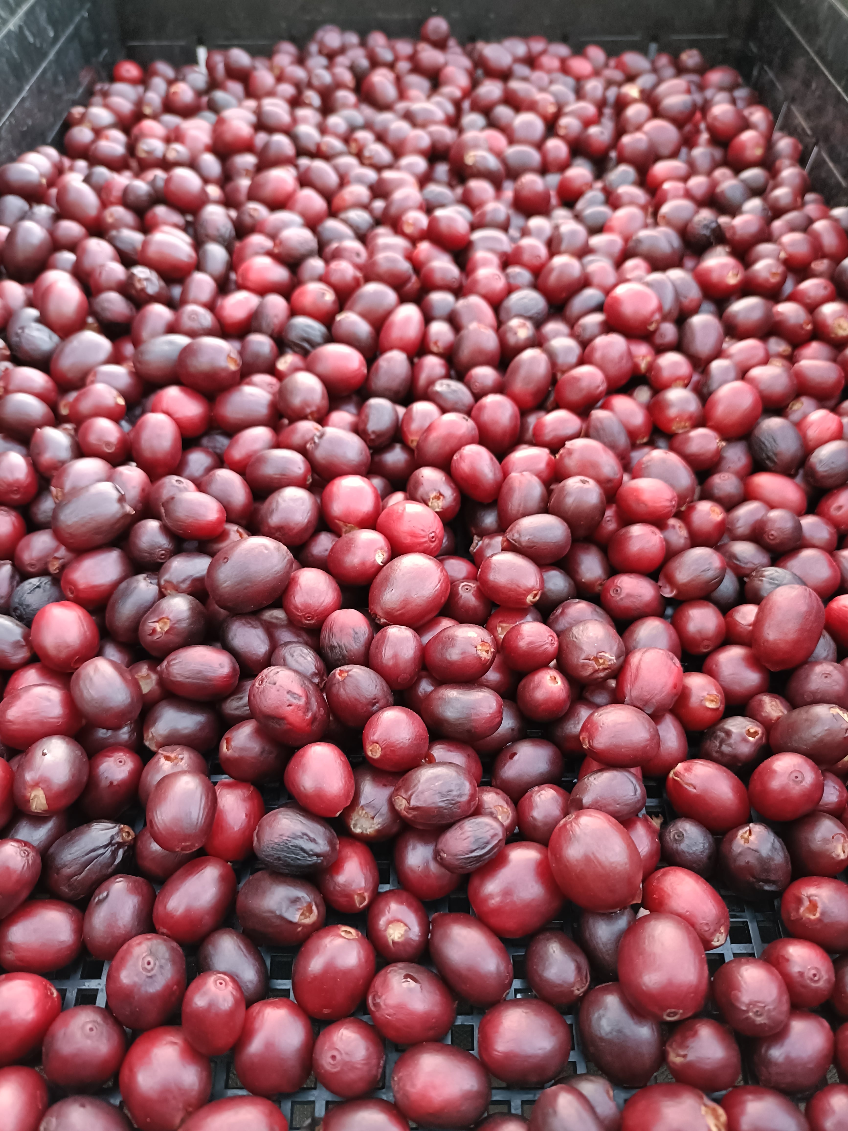 国産コーヒー焙煎豆 アラビカ種ティピカ ナチュラル 中煎り 100g