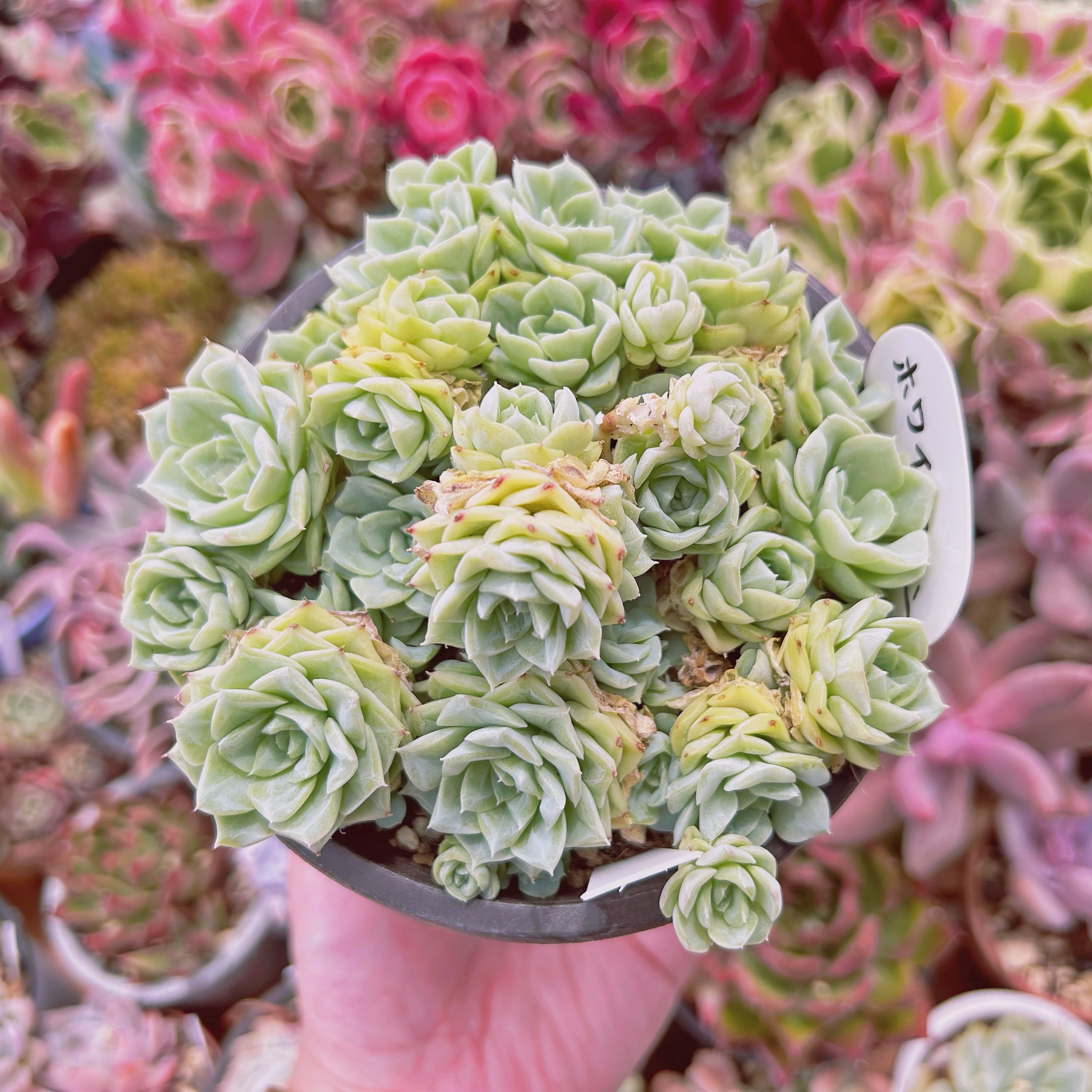 1125現物 多肉植物 ホワイトスワン 特大 | るる農園~多肉植物専門 1125現物 多肉植物 ホワイトスワン 特大 | るる農園~多肉植物専門