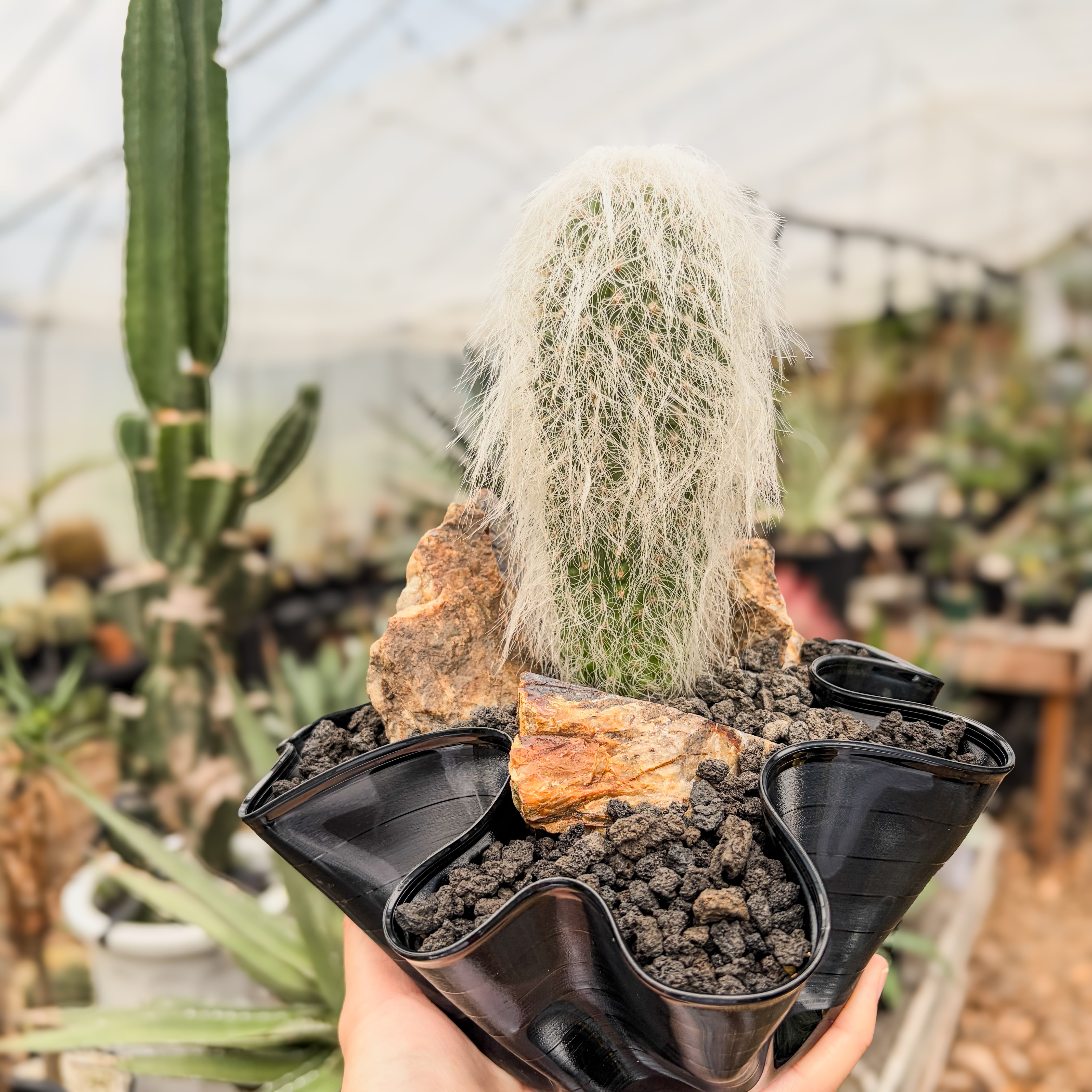 Cephalocereus senilis【ケファロケレウス・翁丸with GROOVE POT