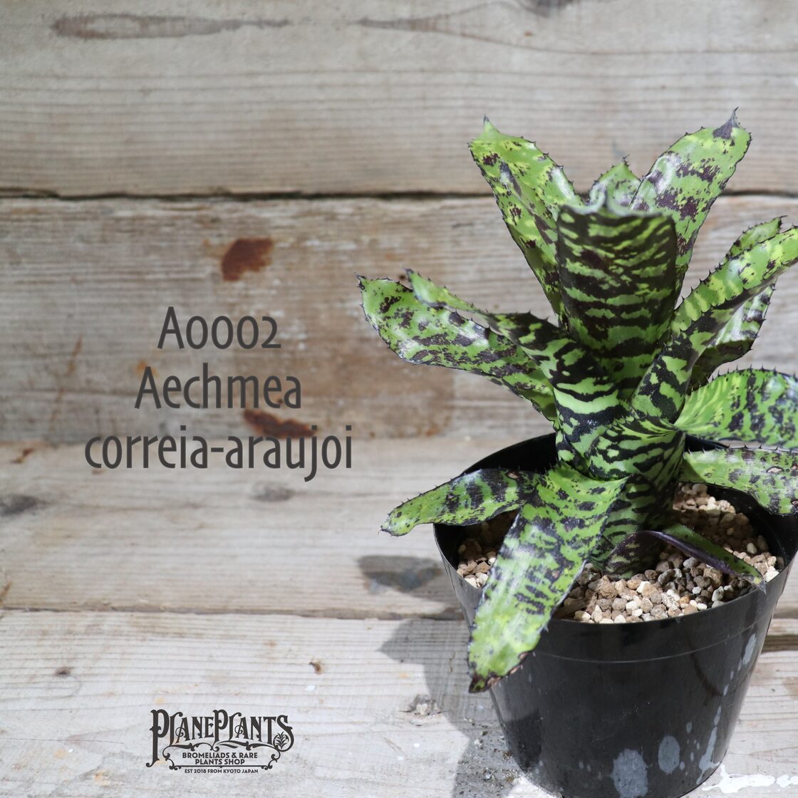 送料無料】Aechmea 
