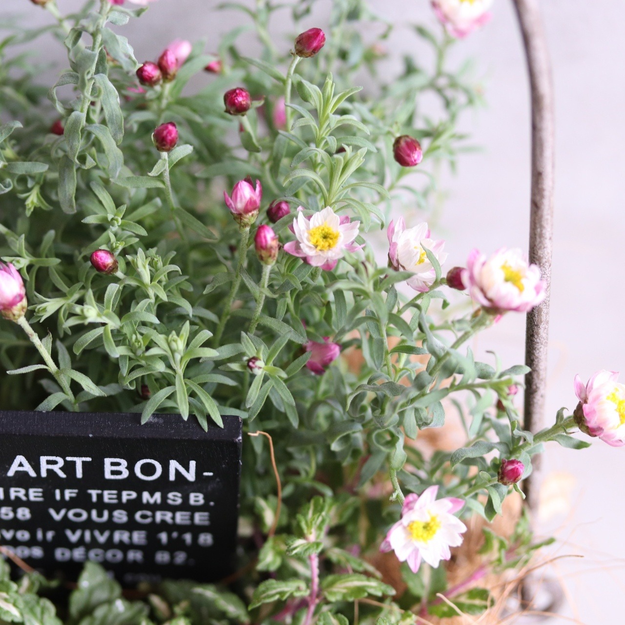 mondimanche　寄せ植え　ヘリクリサムななこバッグ｜　寄せ植え　届いてすぐ玄関に飾れる 　プレゼントにもオススメ　