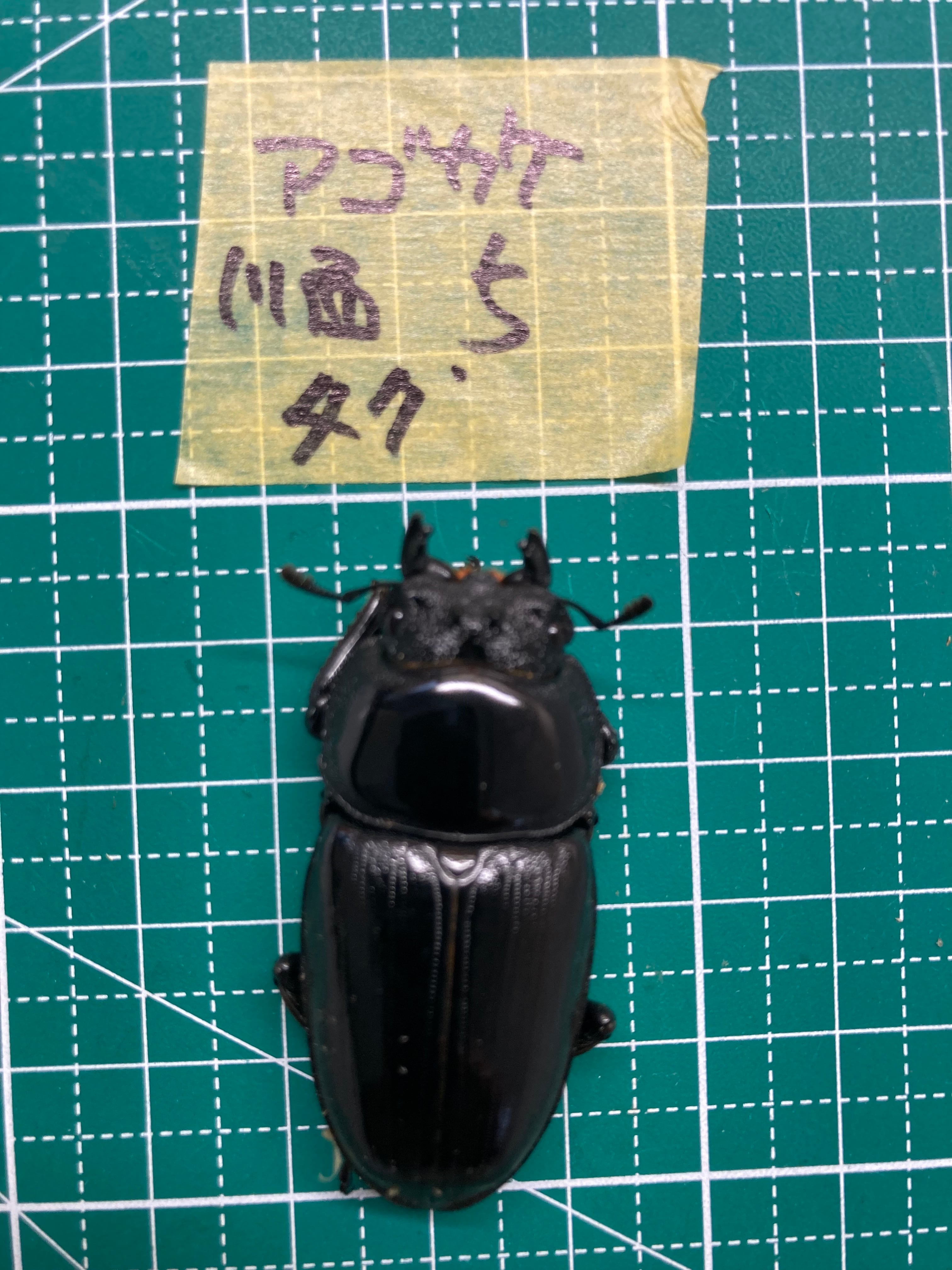 能勢YG血統 オオクワガタ ♂️80.5㍉＋♀️53.6㍉ ペア | PAY ID