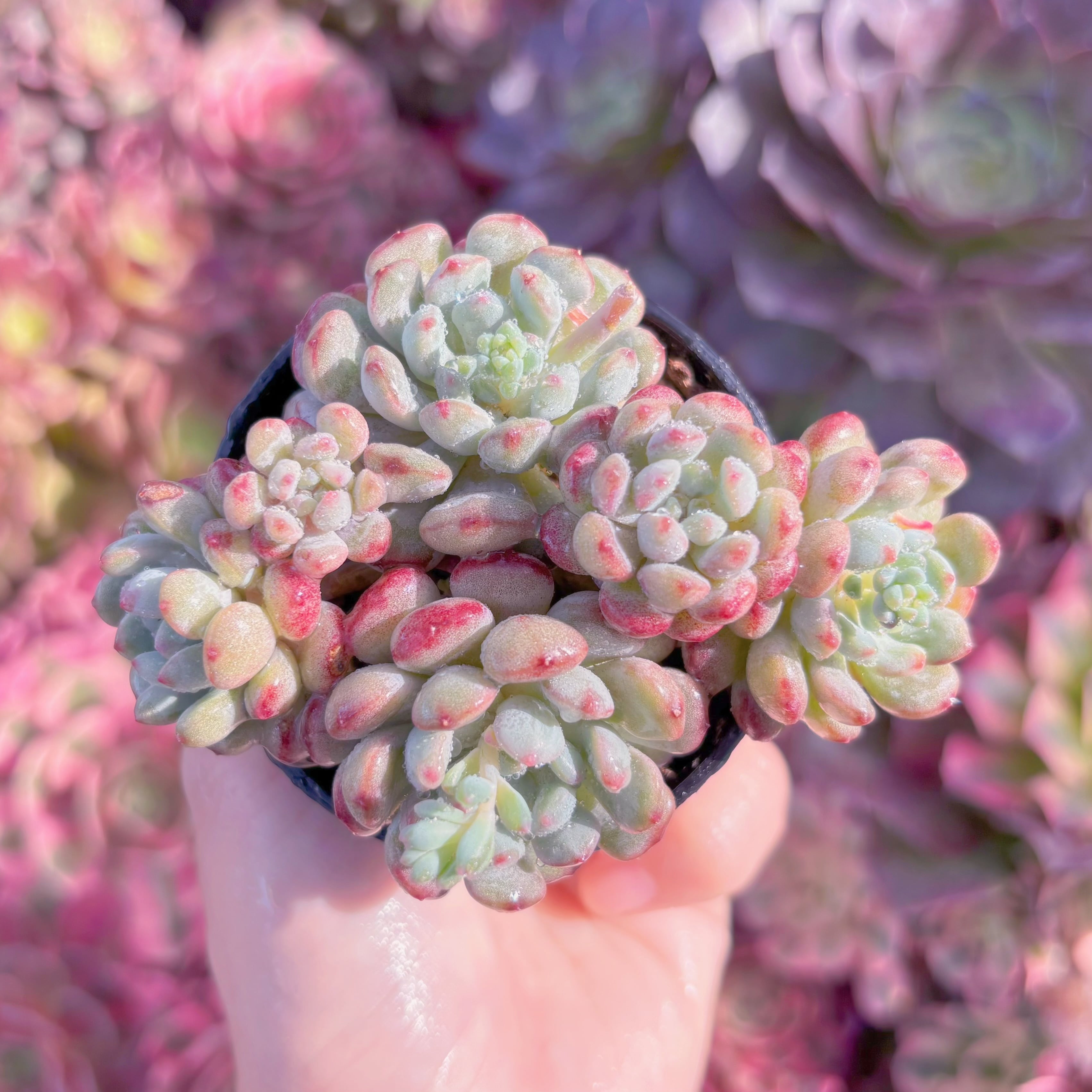 現品　萌豆#K209　群生　新入荷　るる農園