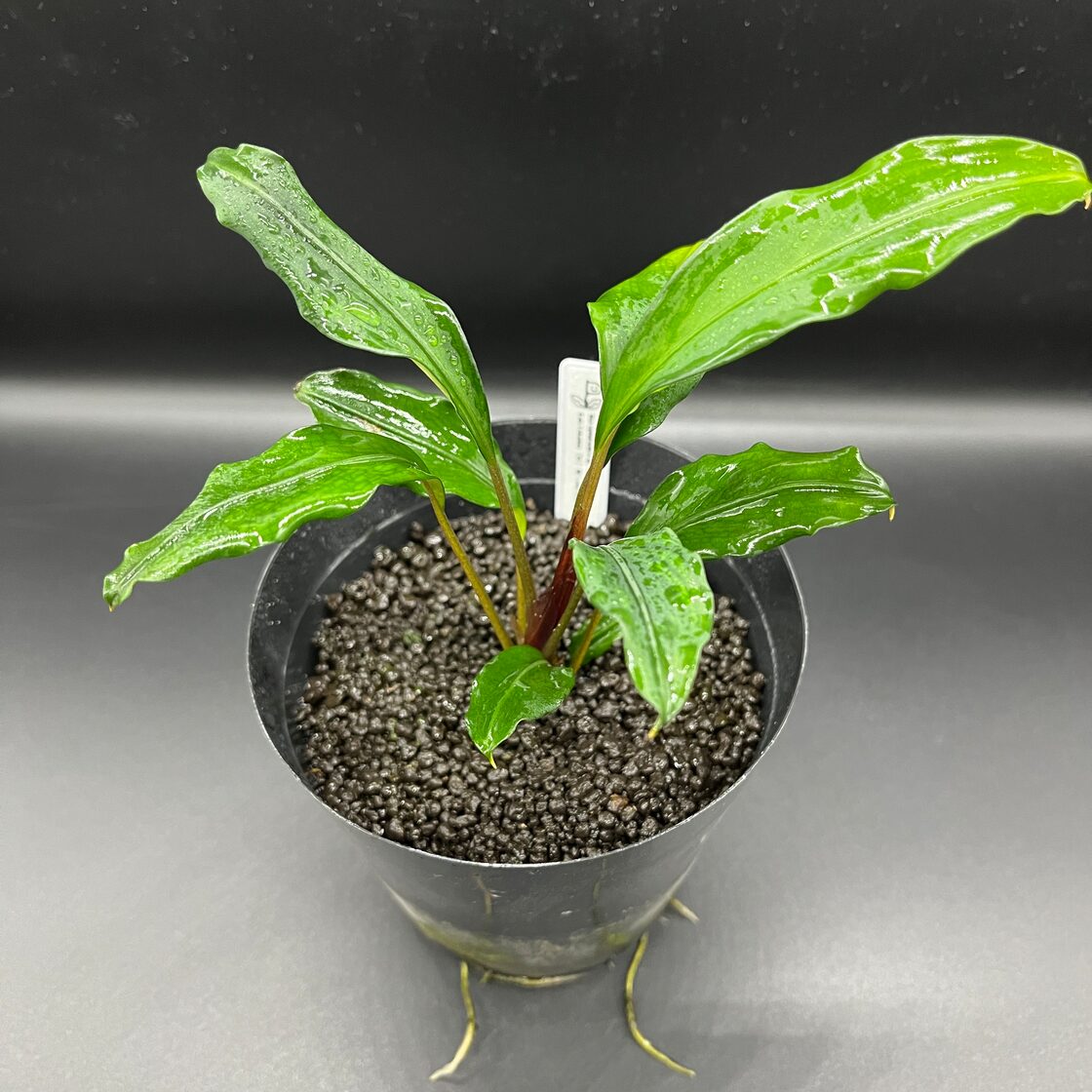 Bucephalandra pubes 