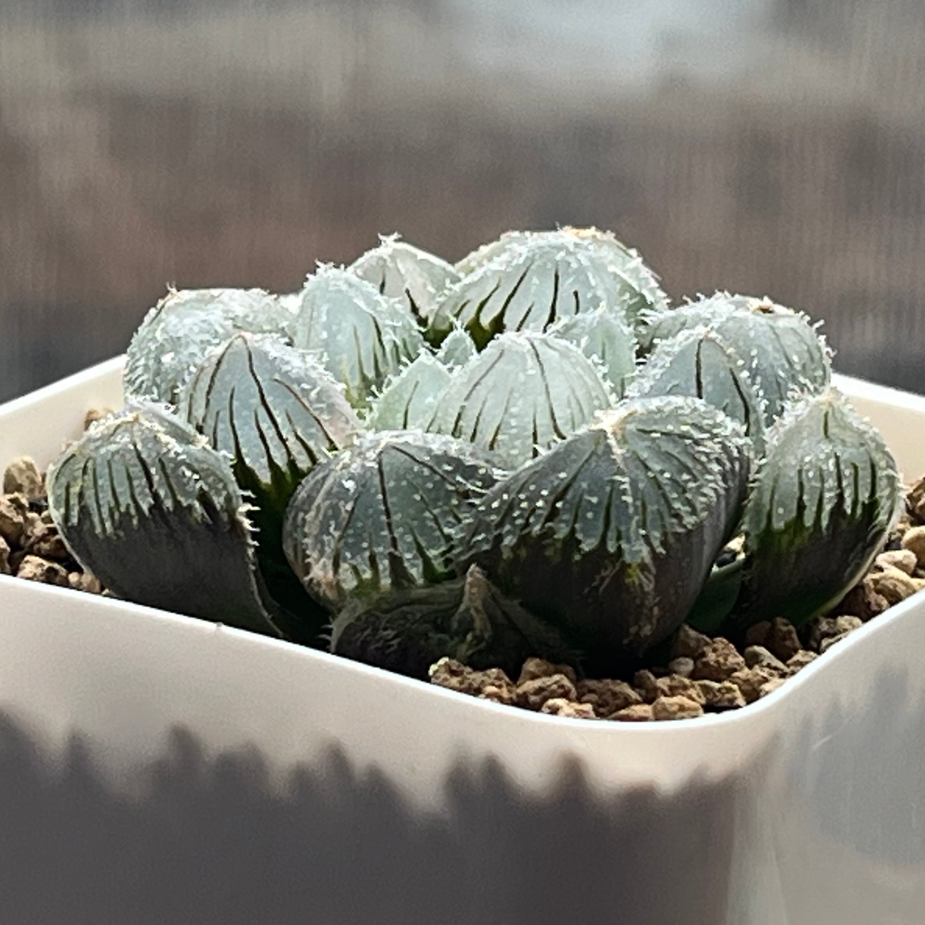 ハオルチア 厚葉ノリピア錦 | mocono_plants