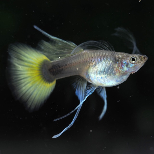 【セール】Taxiリボン　1カルテット＋おまけ１カルテット