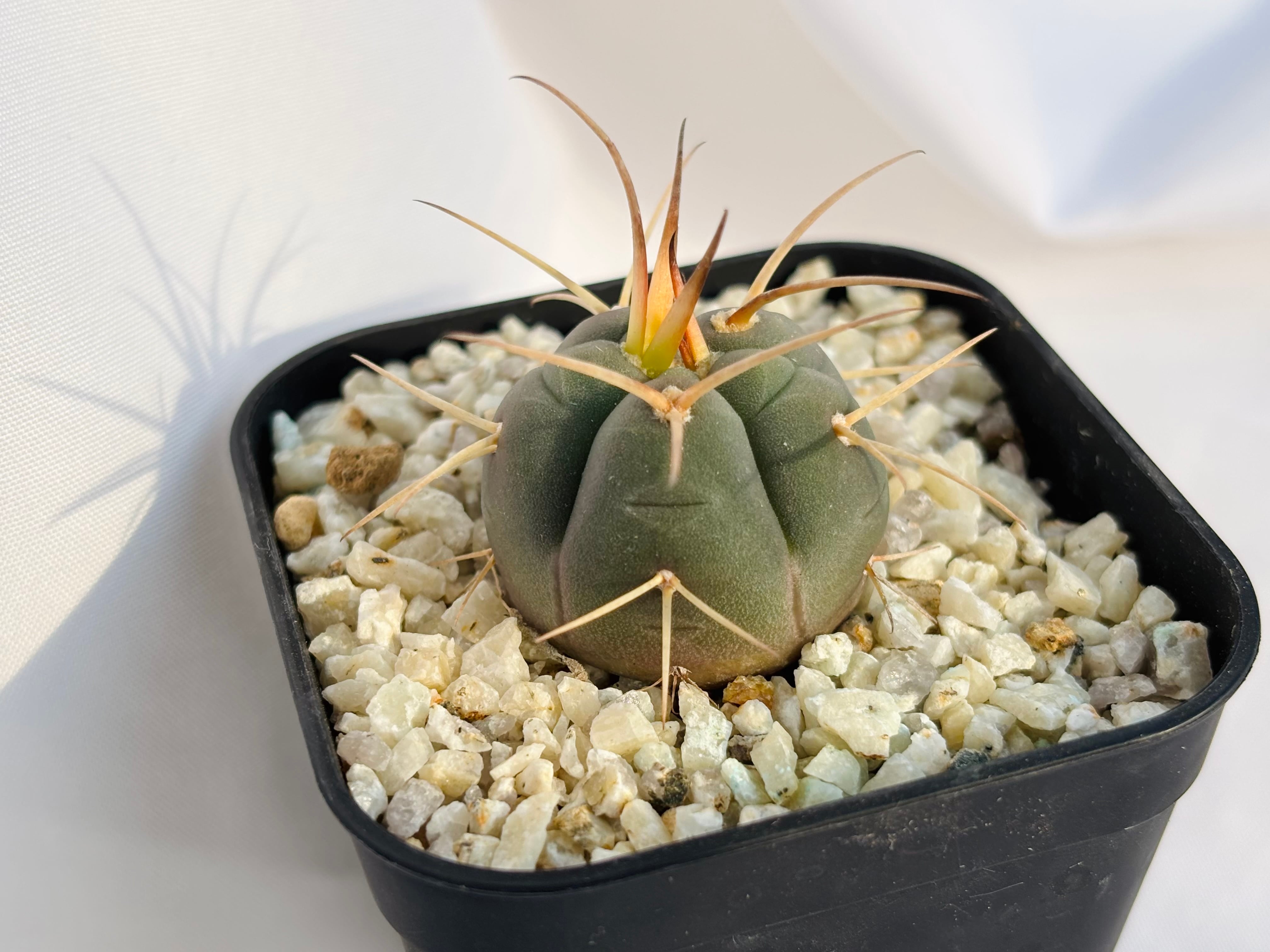 Gymnocalycium cardenasianum ギムノカリキウム 光琳玉 サボテン
