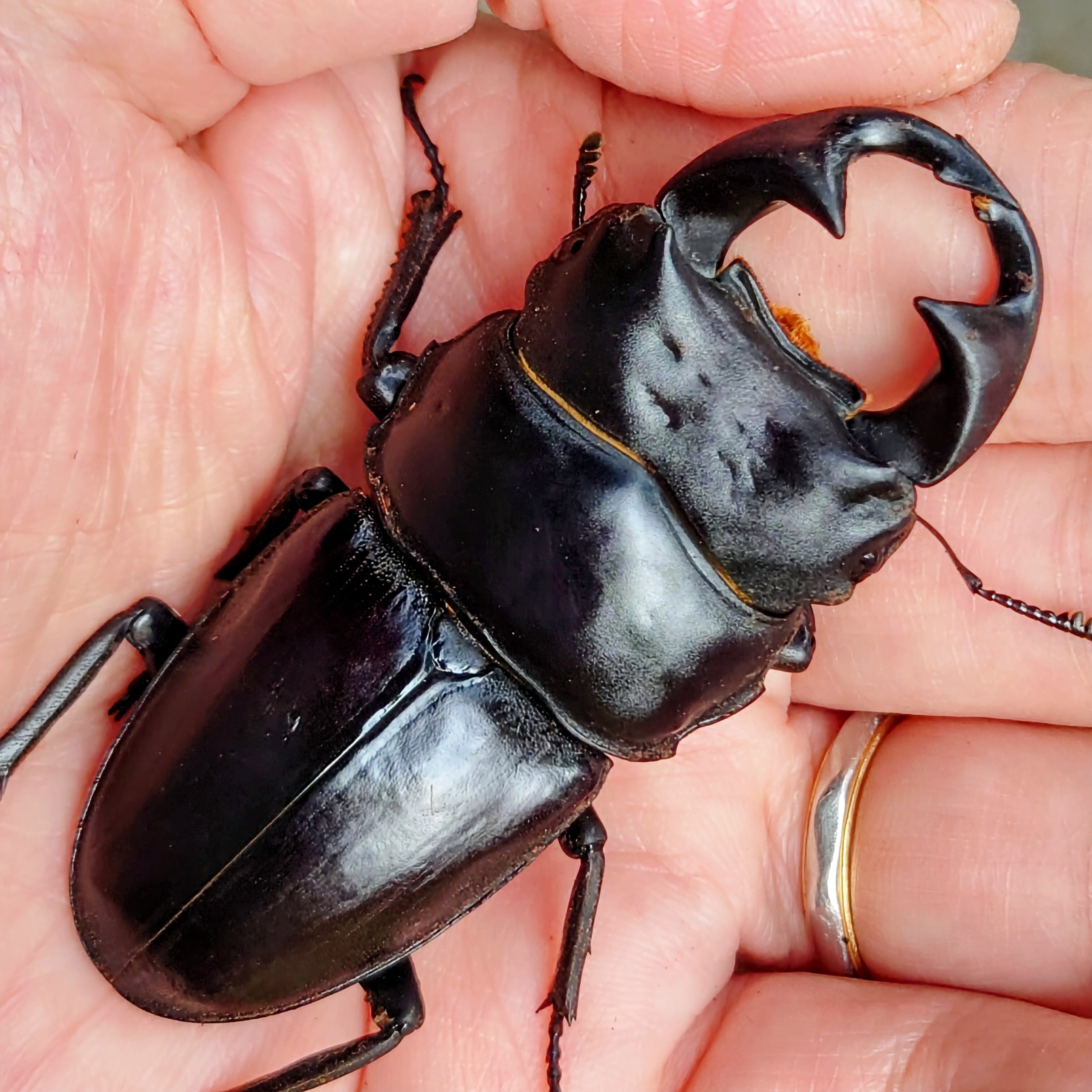 天然 オオクワガタ 大歯型♂57mm ♀40mm ペア S氏灯火採集