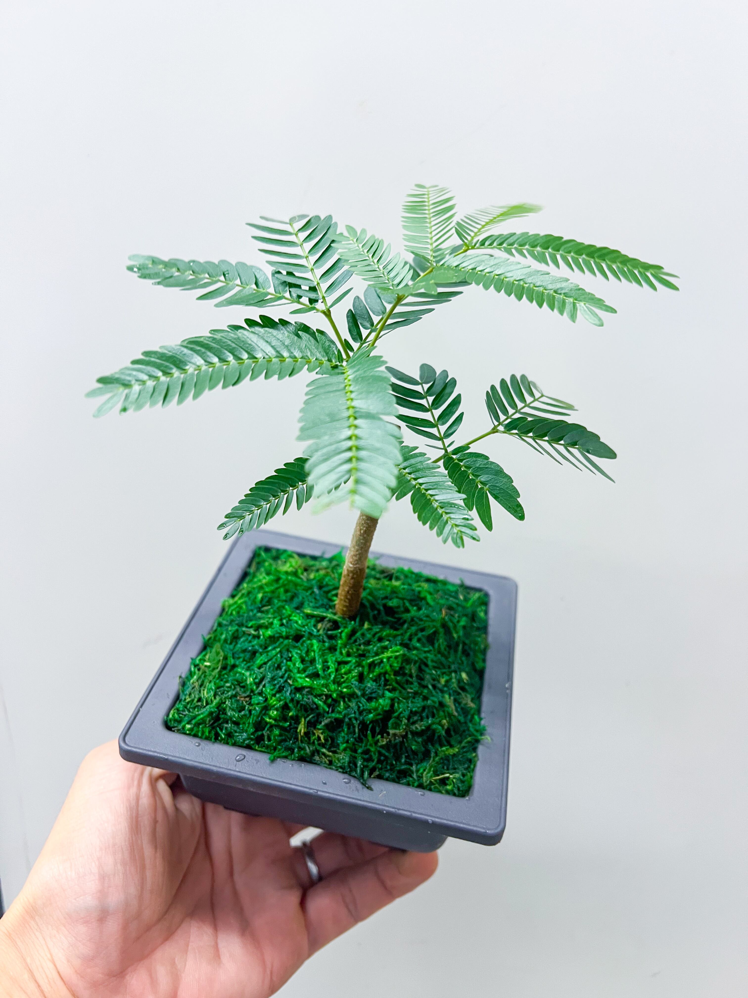 Bonsai】エバーフレッシュ | hananona