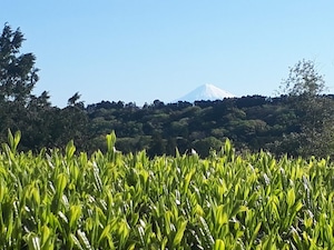 富士山と背比べをして育ったお茶(100g)