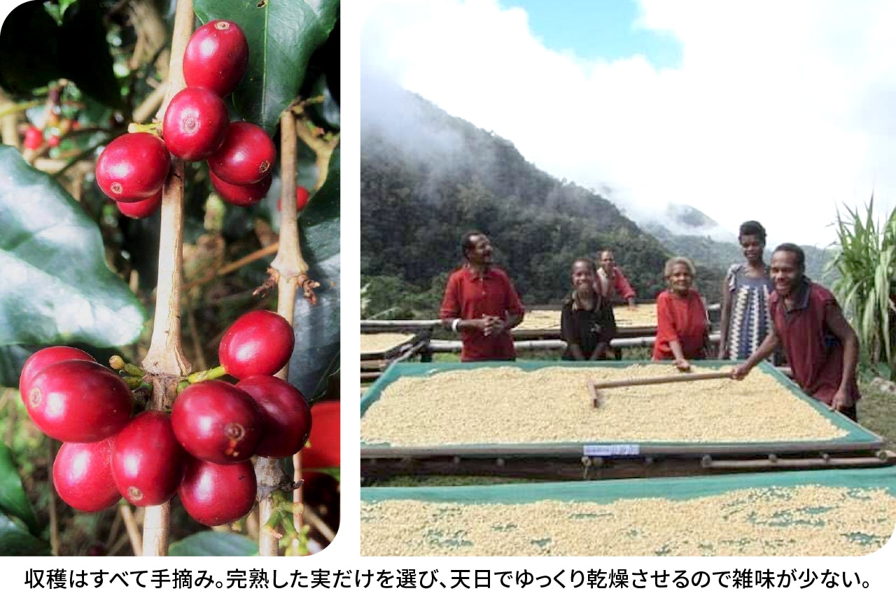 【数量限定・送料無料】万博パビリオン認定コーヒー  中深煎り 100g