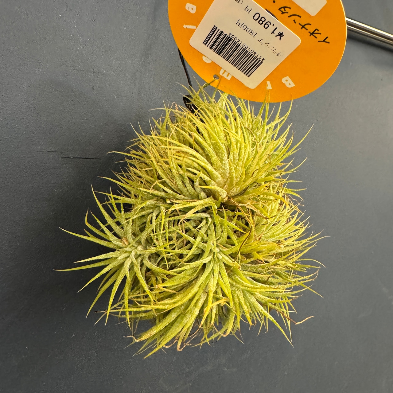 チランジア ハムエムラ ハンギング【035】