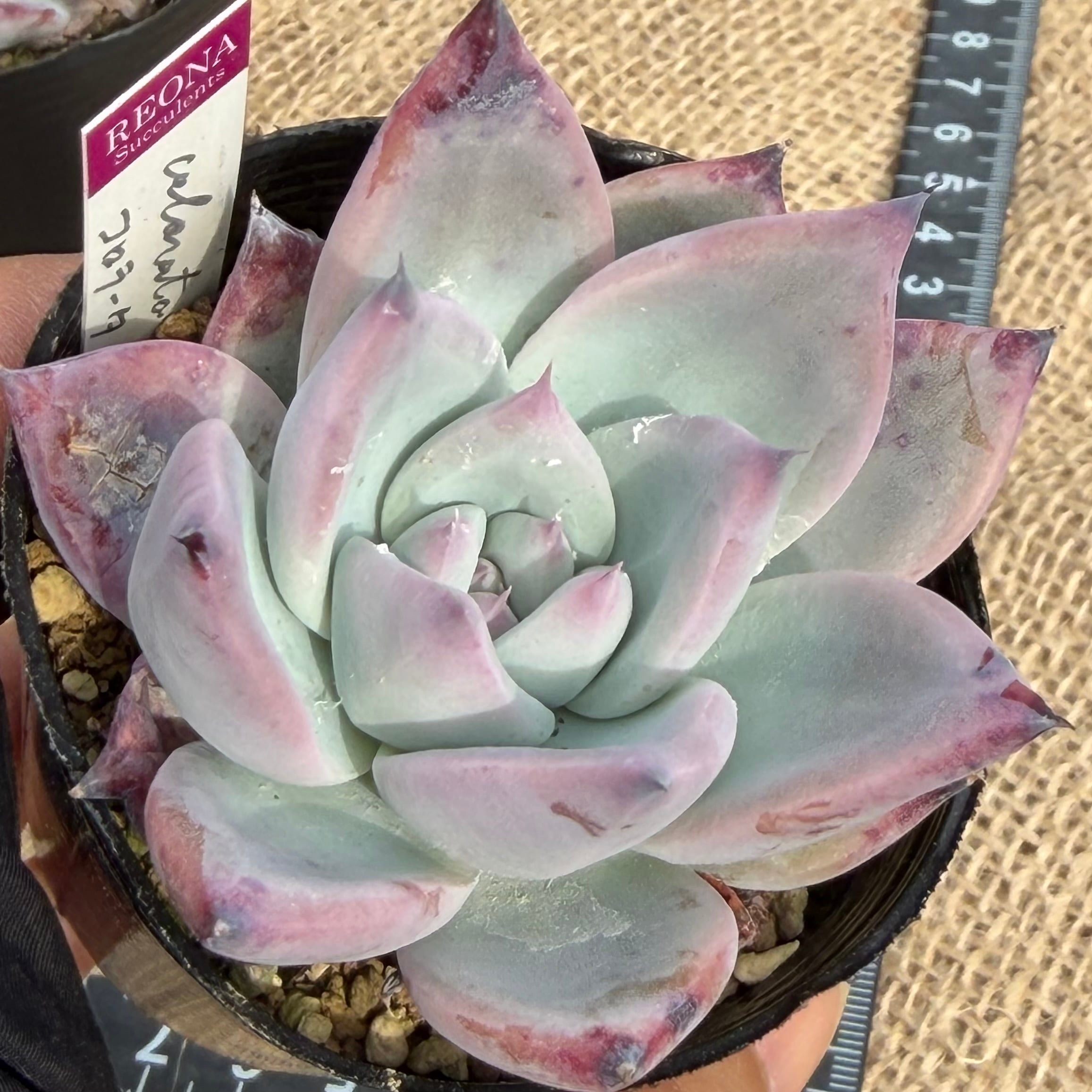 ブラックサバス コロラータ ルーフ2苗セット 管理番号5 | REONA Succulents