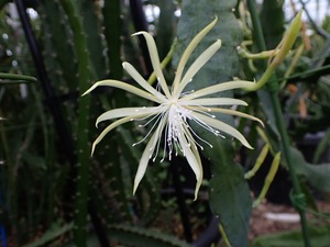 Disocactus macranthus v. glaucocadus　１０．５ｃｍＰＯＴ　３．５号鉢