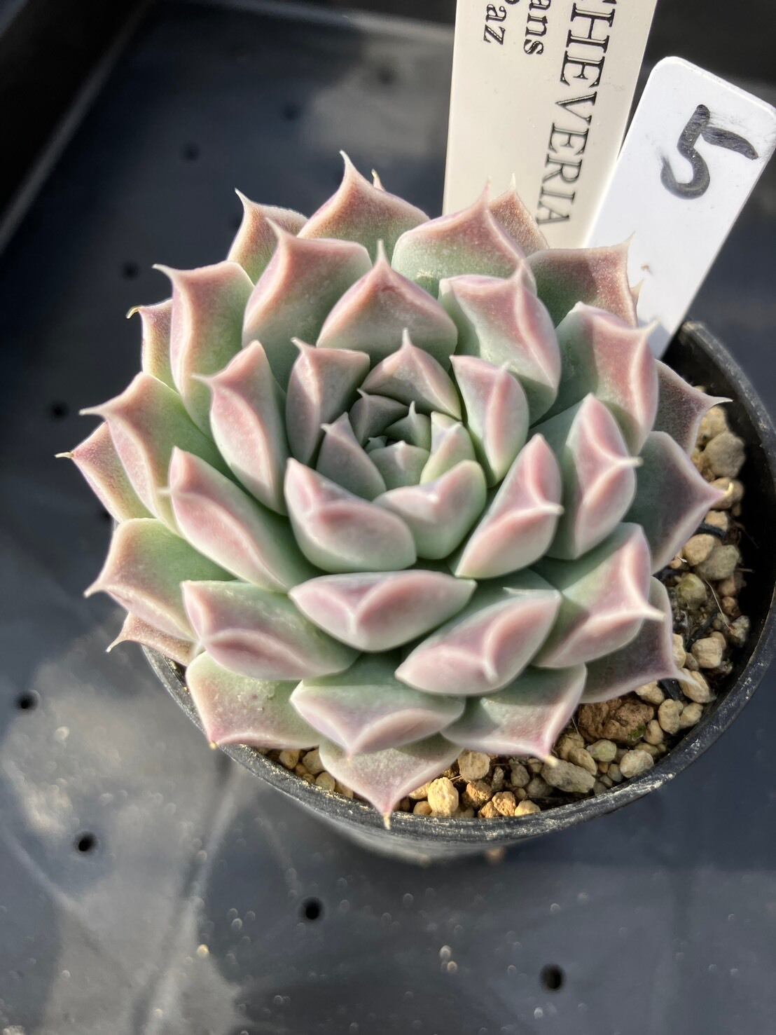 現物商品】elegans La Paz エレガンス ラパス 個数制限あり ⑤ | 多肉