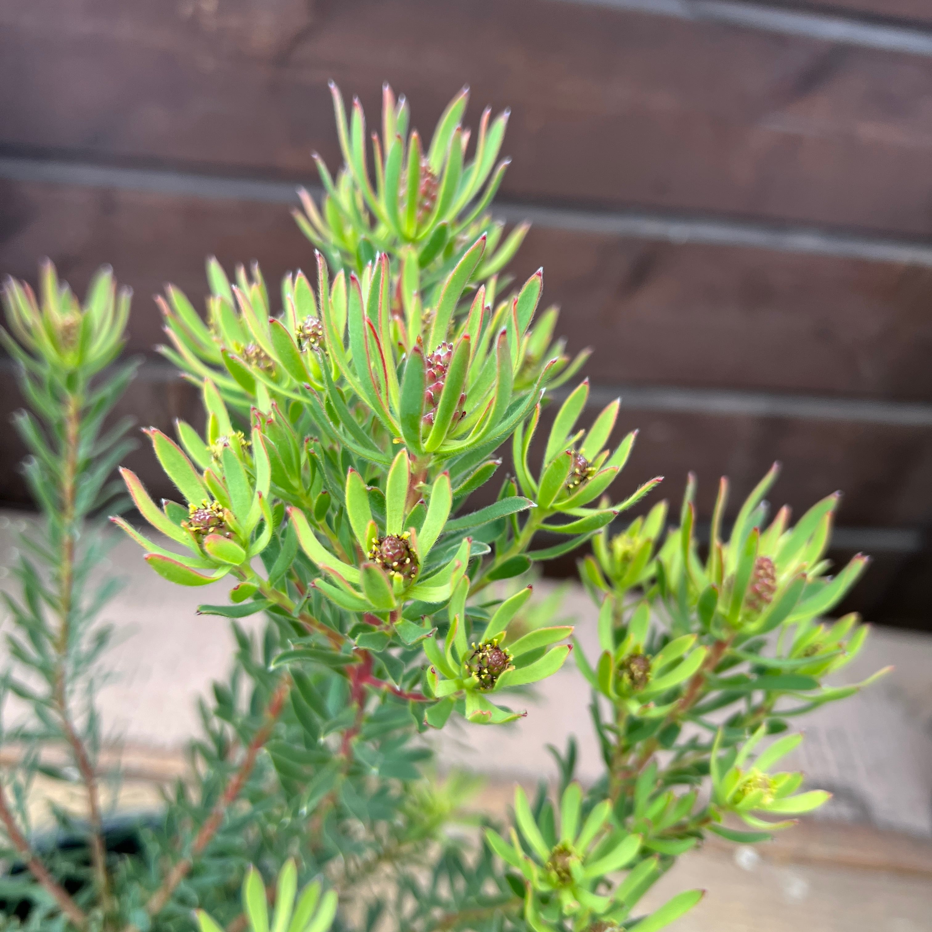 リューカデンドロン ストロベリーフェア 2 特大ボリューム】④