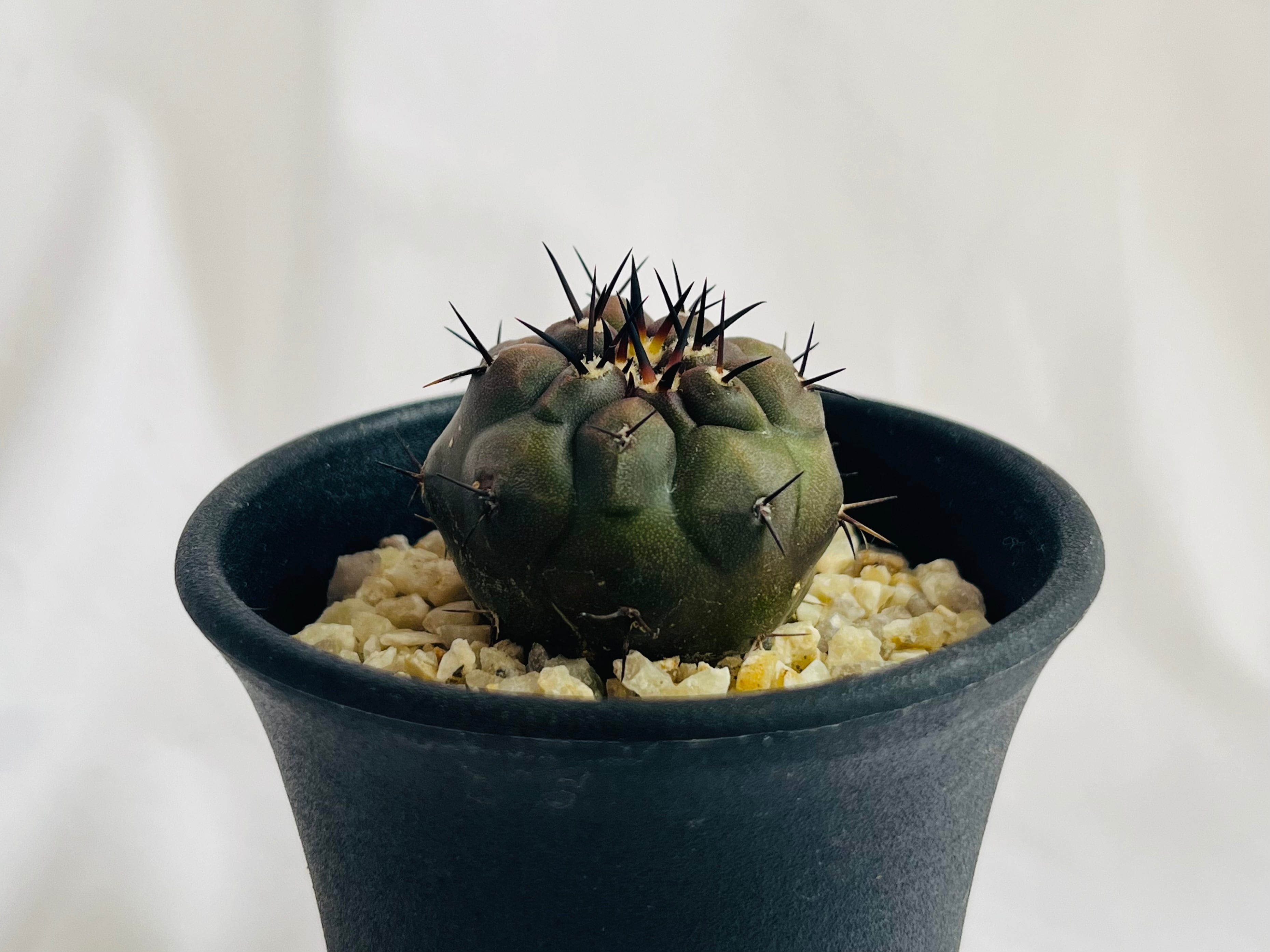 コピアポア シネレア黒王丸　Copiapoa cinerea