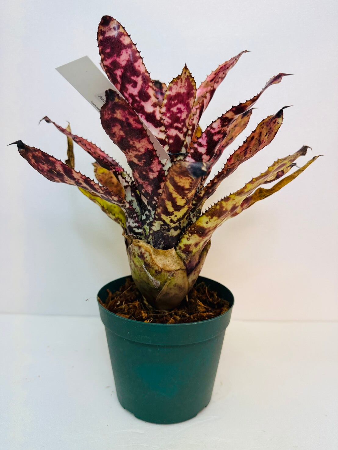 エクメア・オーランディアナ 4号 | 観葉植物と雑貨のお店 VIVAGREEN