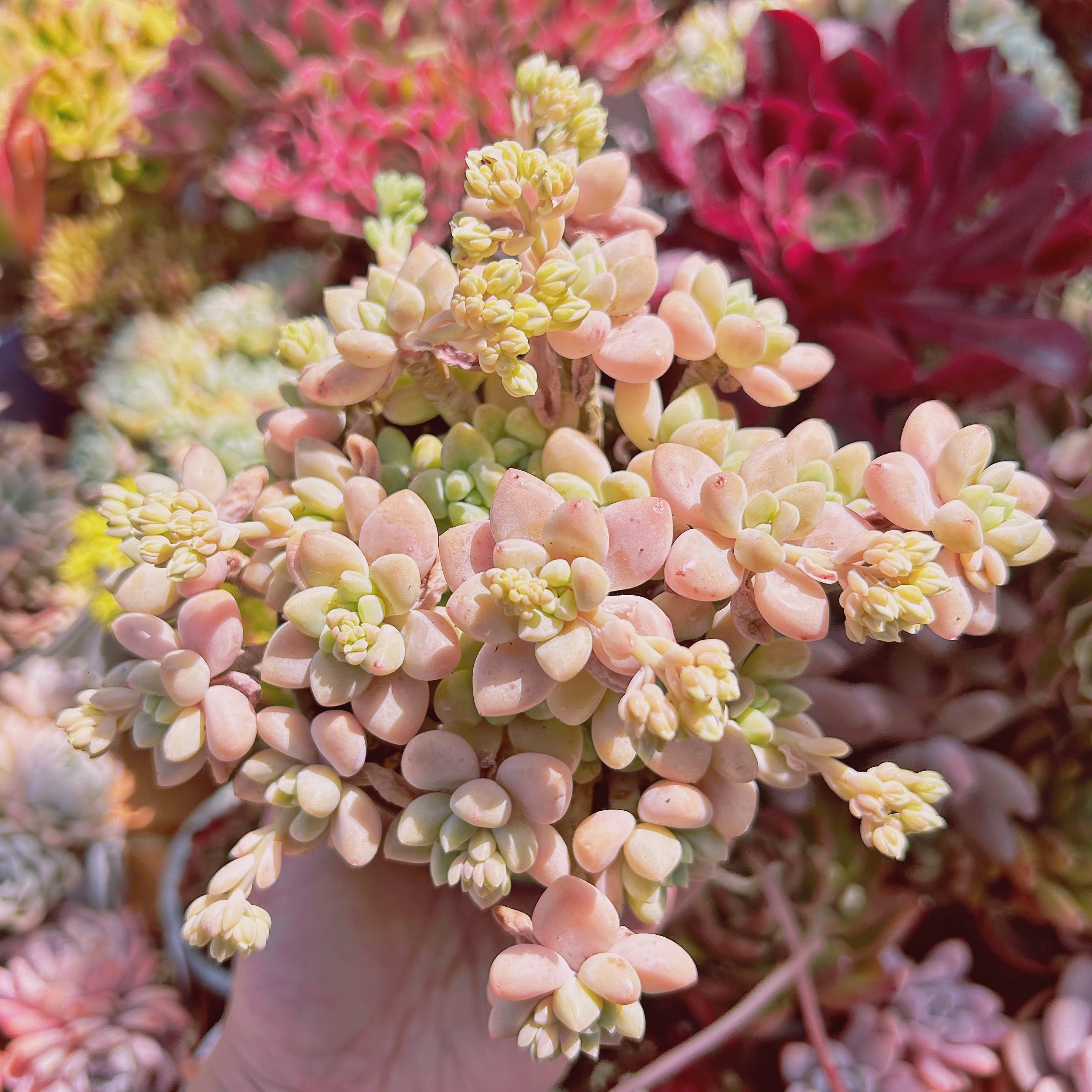 現物　多肉植物　ホワイトケーキ　特大