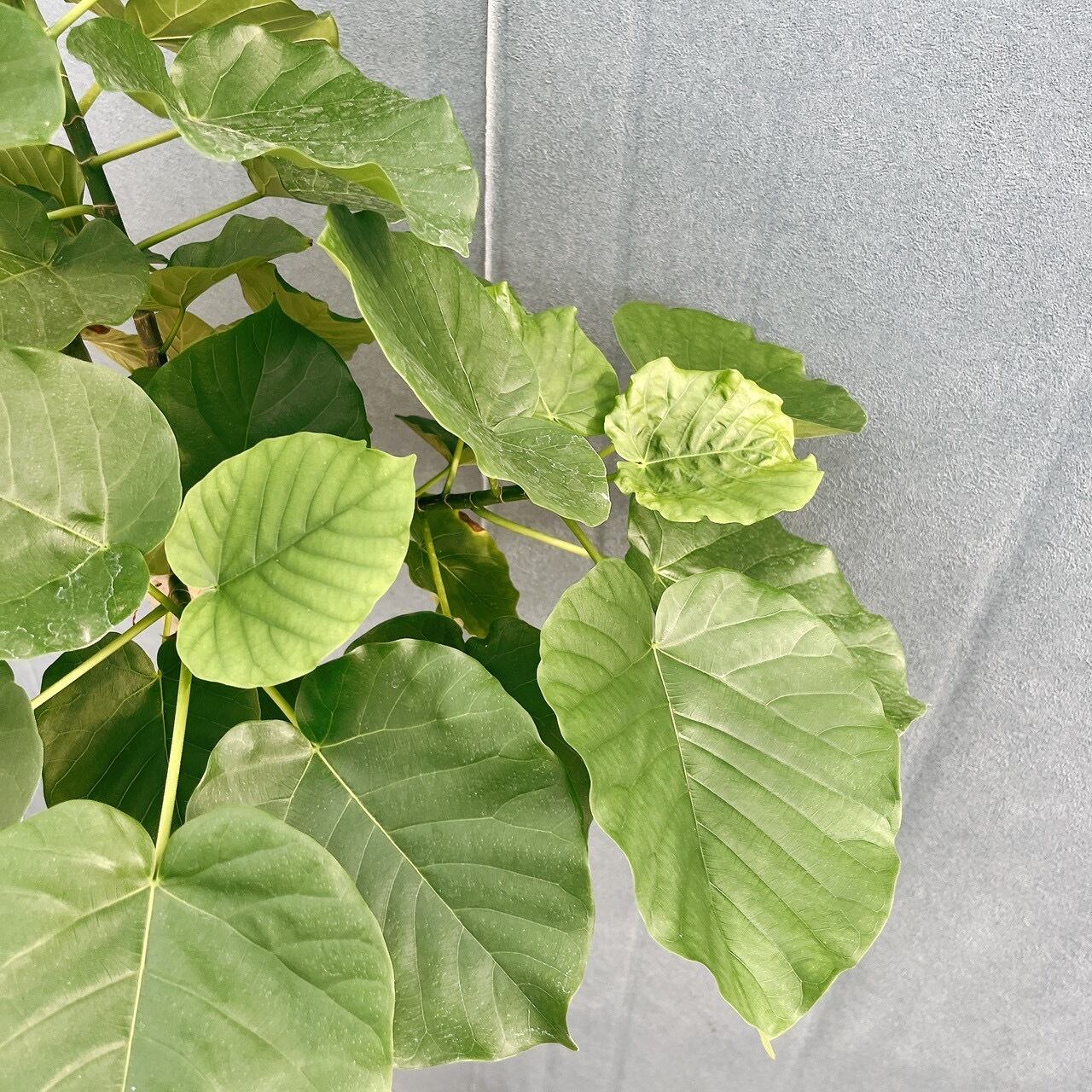 現品］20番 フィカス ウンベラータ 8号 観葉植物 室内 ゴムの木 人気