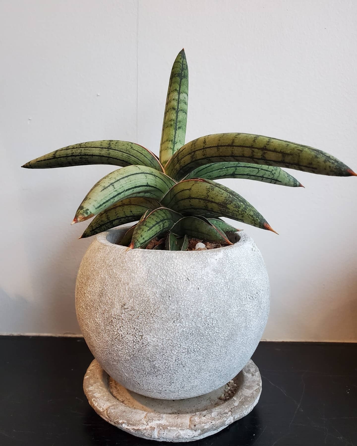 Sansevieria lav1970 Fat SUMO（スモウ）【artPLANTs】サンスベリア