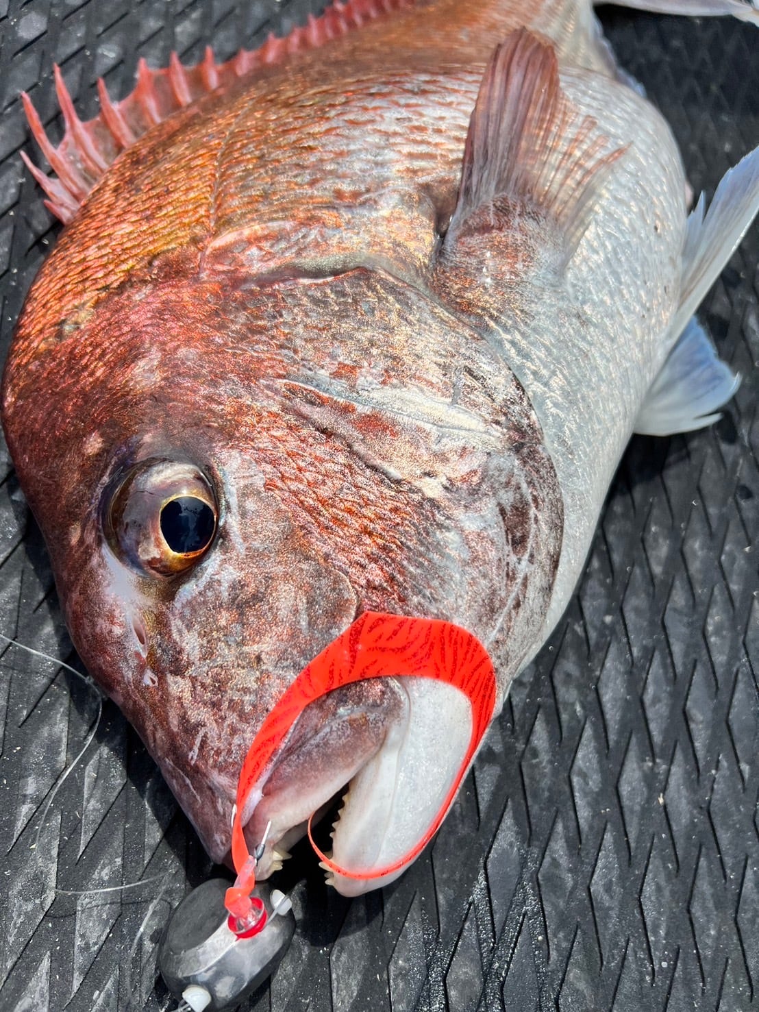 WW【Mサイズ】 ネクタイ2本セット レッドラメタイガー | UROKODO-鱗道-