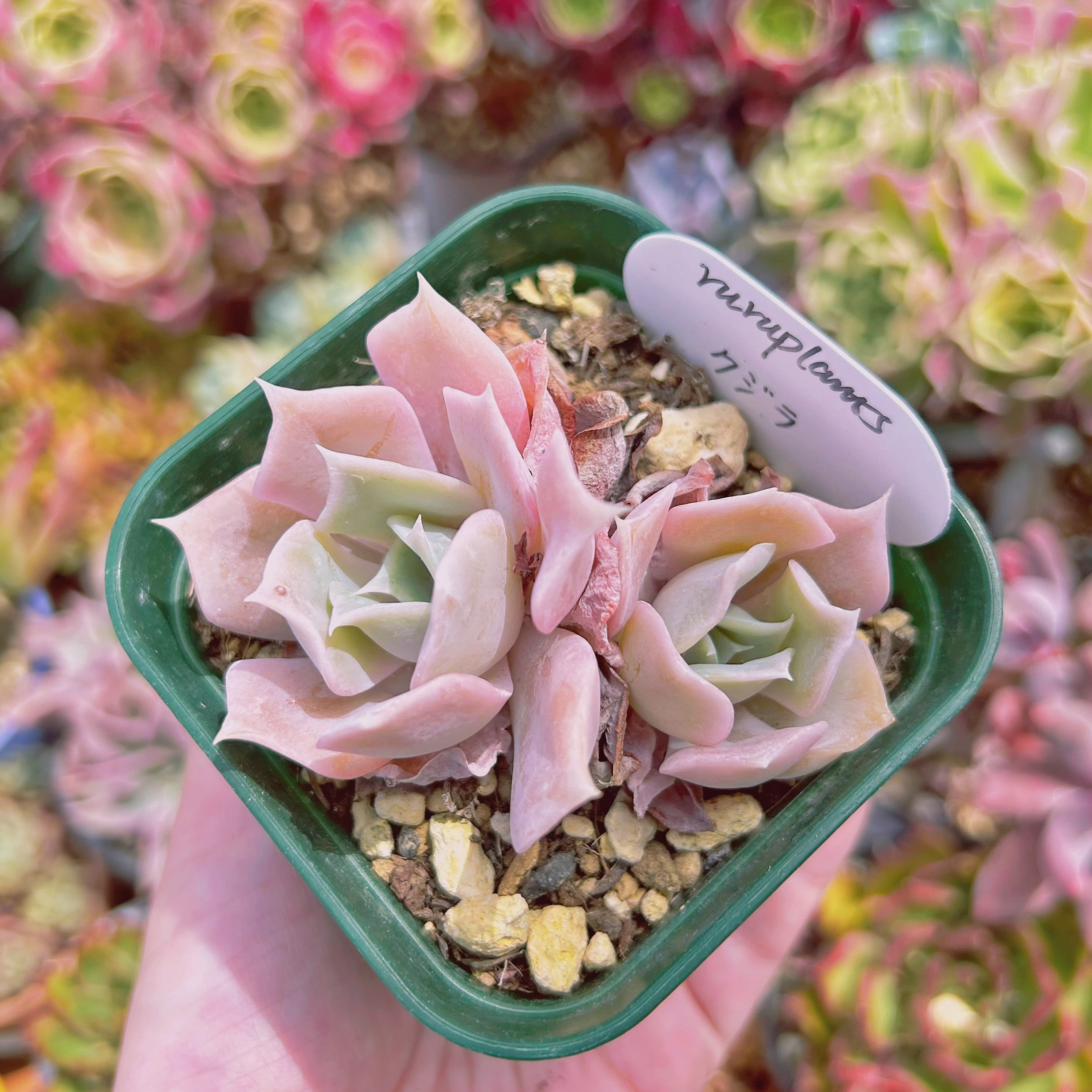 レア✨フォーカリア　鯨皮　抜き苗 レア✨フォーカリア 鯨皮 抜き苗 2025年最新】フォーカリアの人気