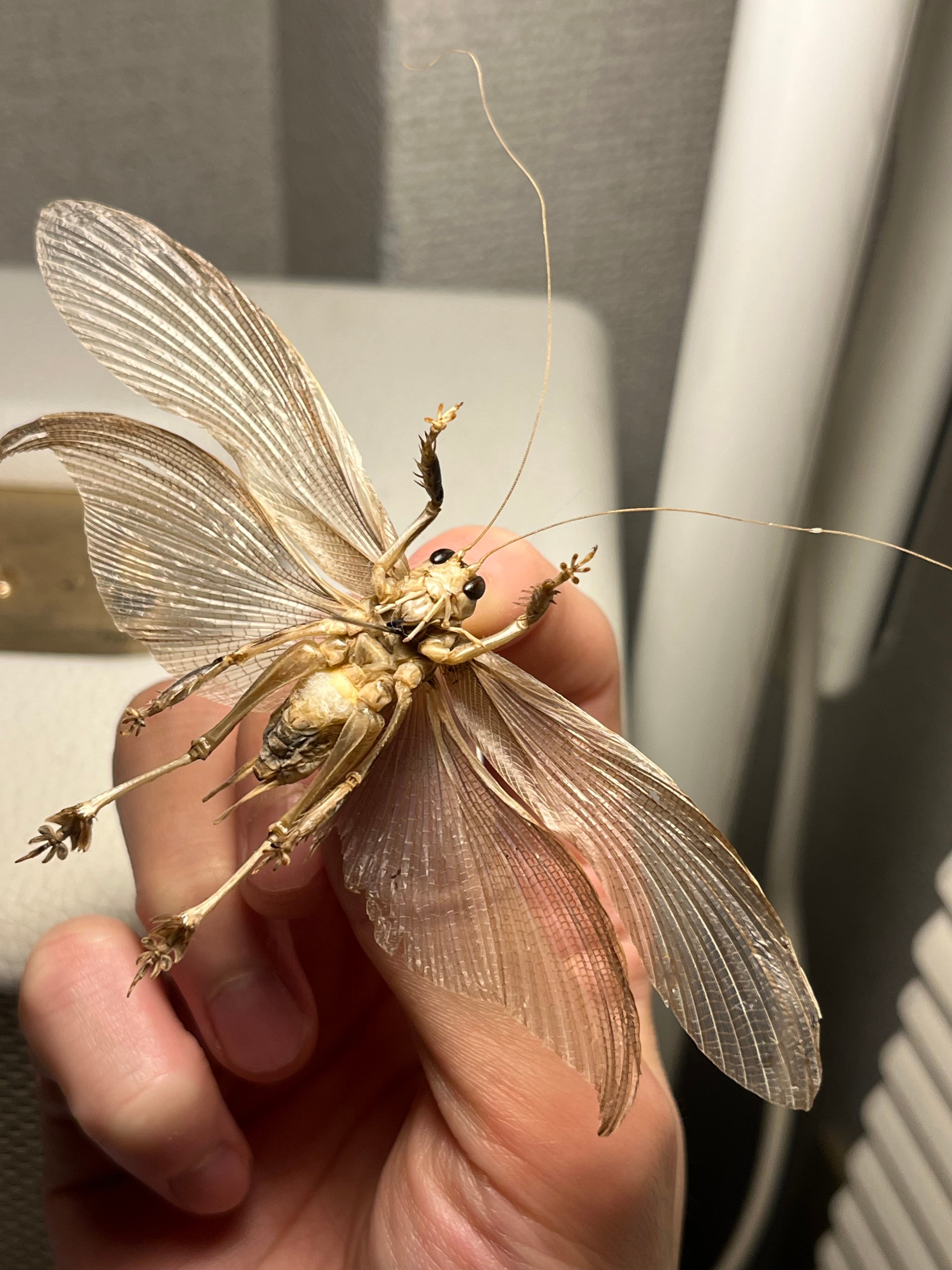 直翅類 | オモニキチュウ