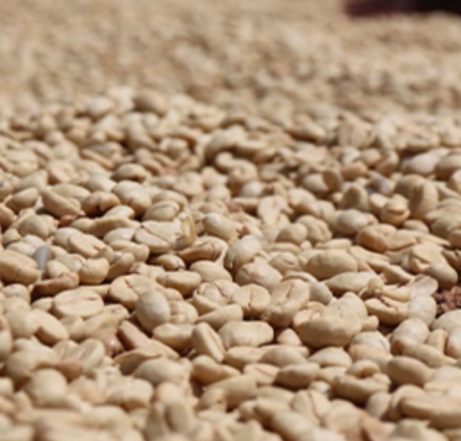 ケニア シンバ AB-TOP 5kg コーヒー生豆 ケニア シンバ AB TOP(200g ) | takacoffeest