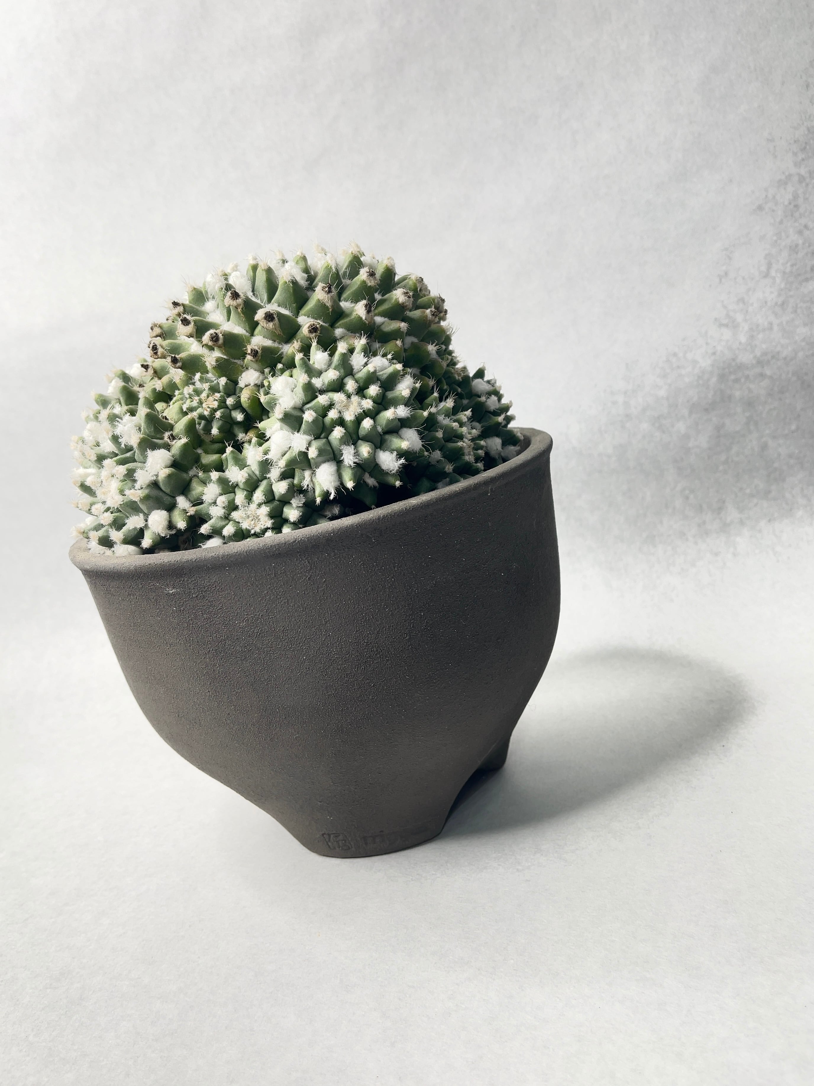 タ*ボ様 マミラリア☘️エルサム ・希少です✨✨(メルカリ便^^) タ*ボ様 マミラリア☘️エルサム ・希少です✨✨(メルカリ便^^)