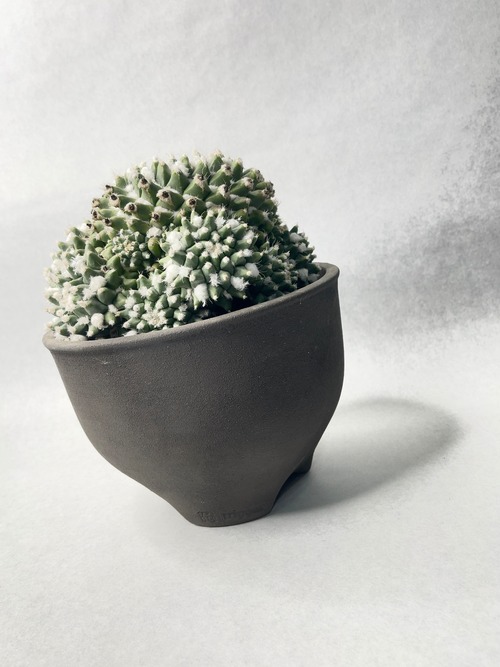 マミラリア・エルサム