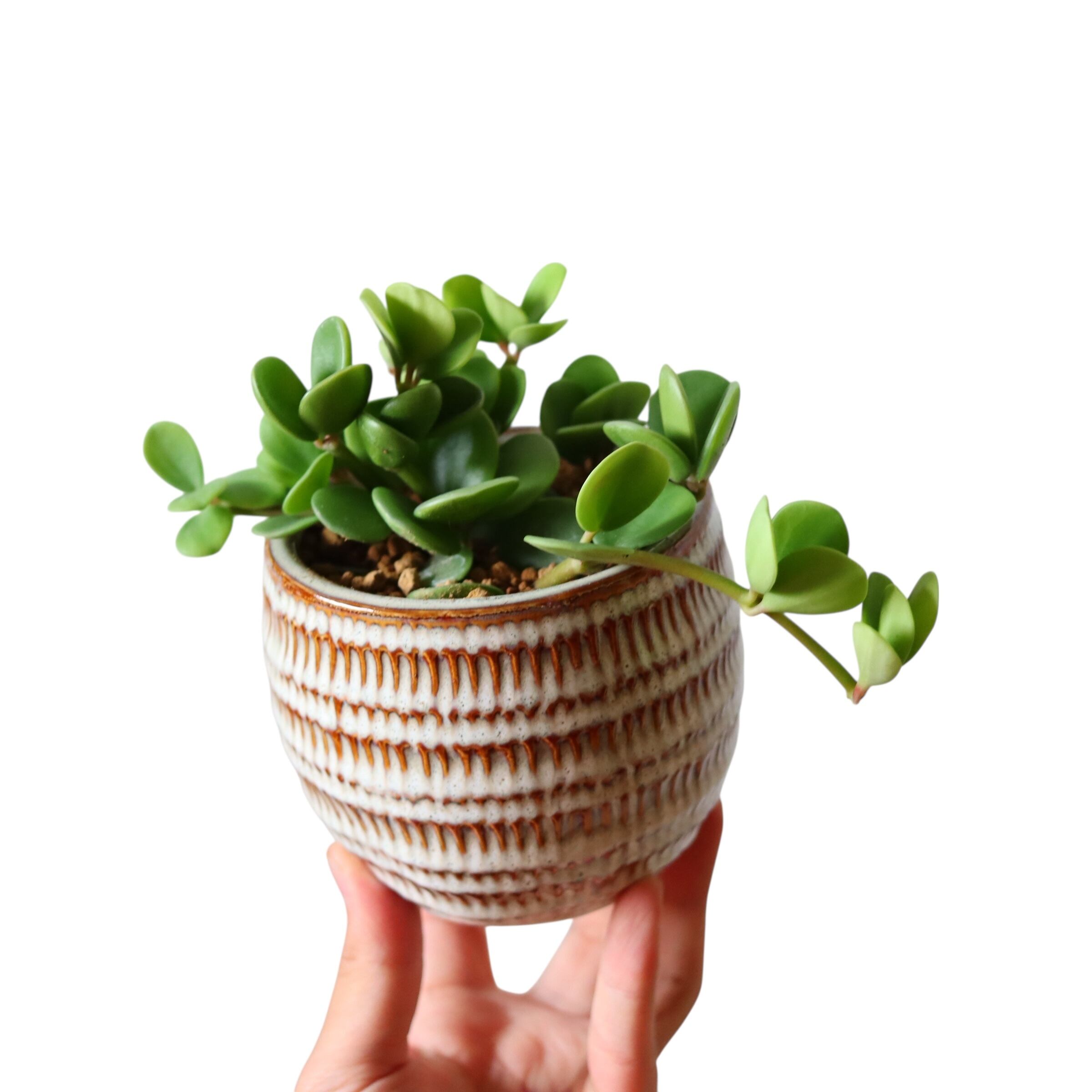 多肉植物 | 植物屋 fytó