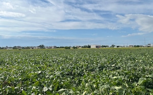 寄せ豆腐セット