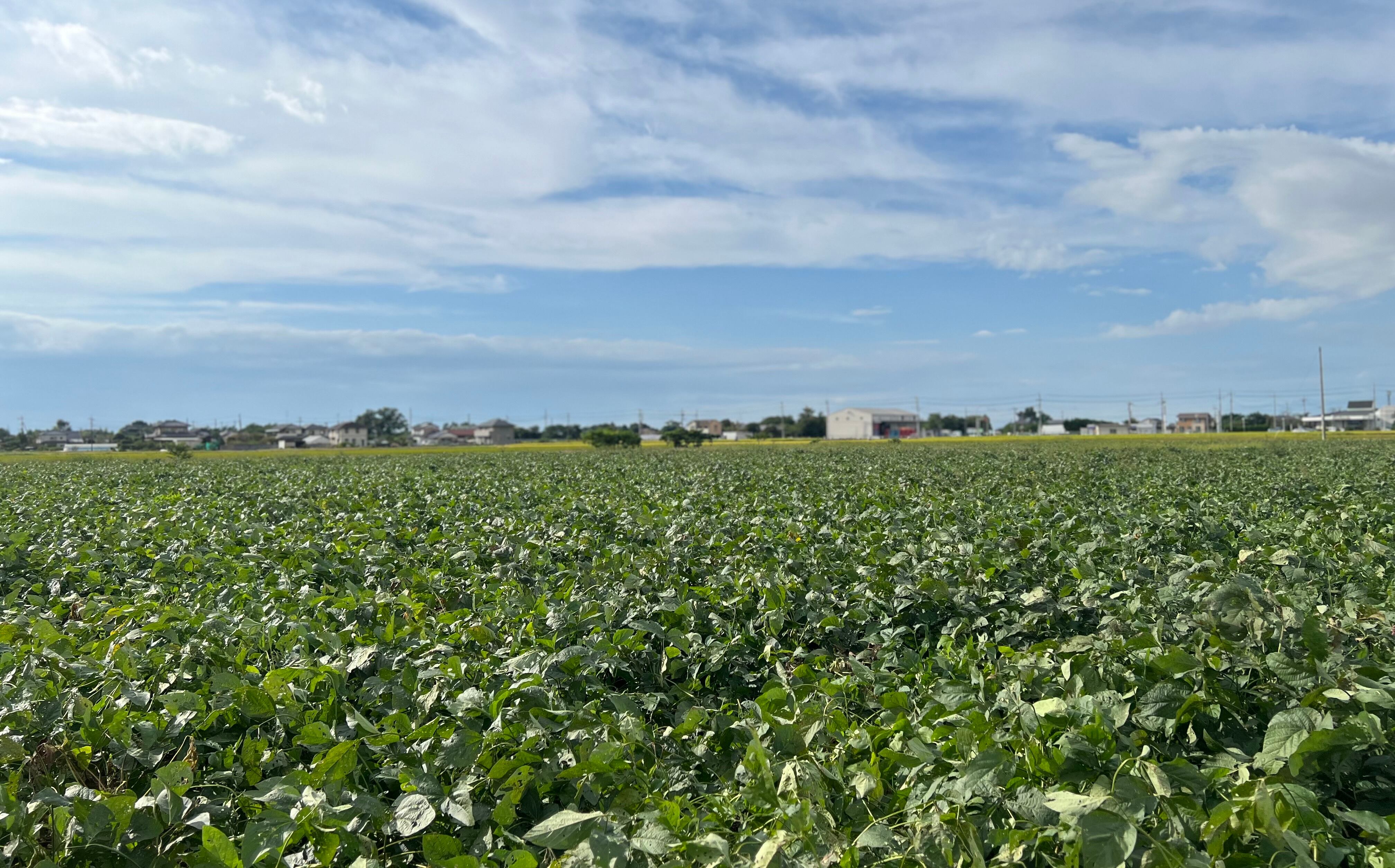 寄せ豆腐セット
