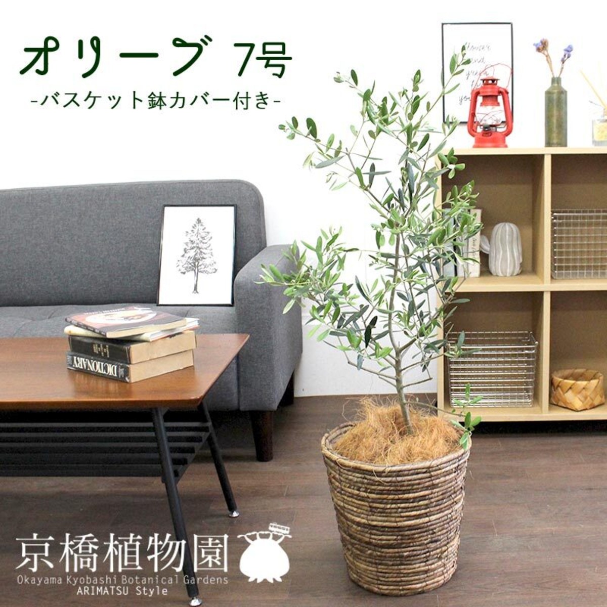 オリーブ 7号【バスケット鉢カバー/ブラウン】 | 京橋植物園