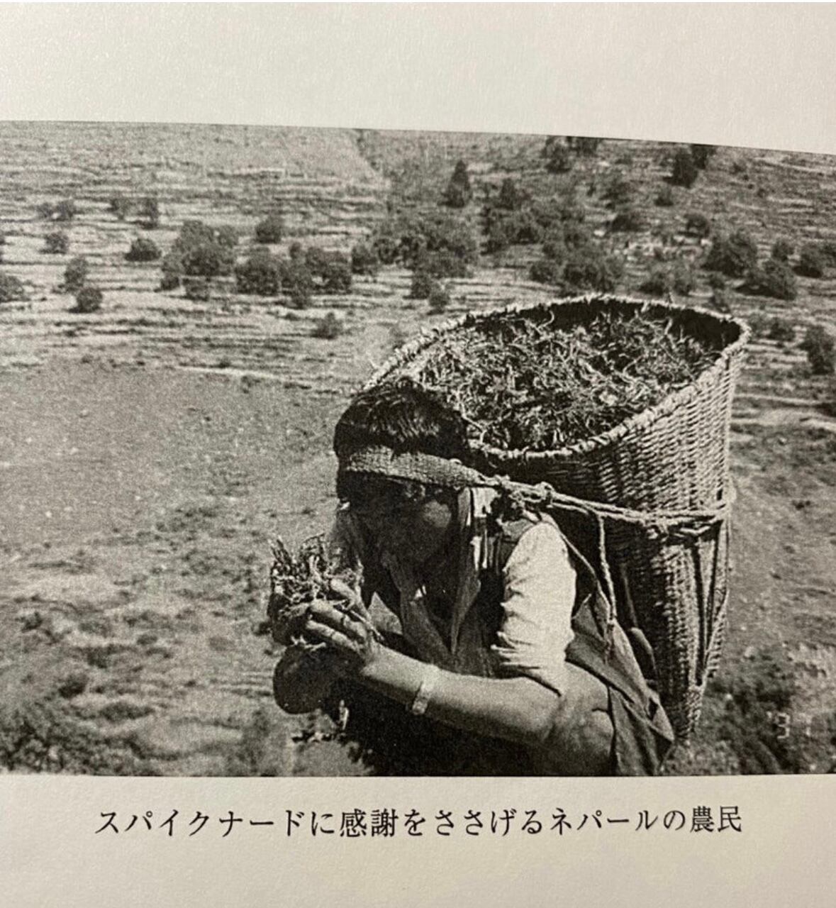 【WOTE精油】スパイクナード(15ml)