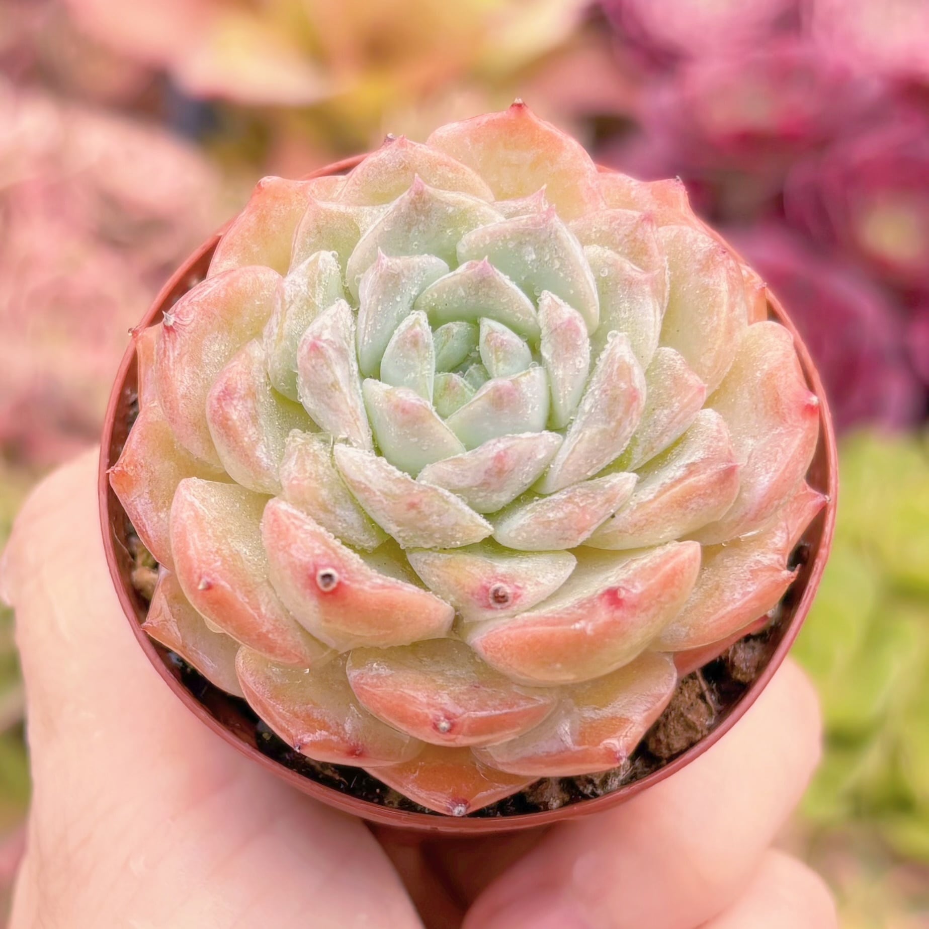 現品　E. hyalina x E. laui#K465　るる農園