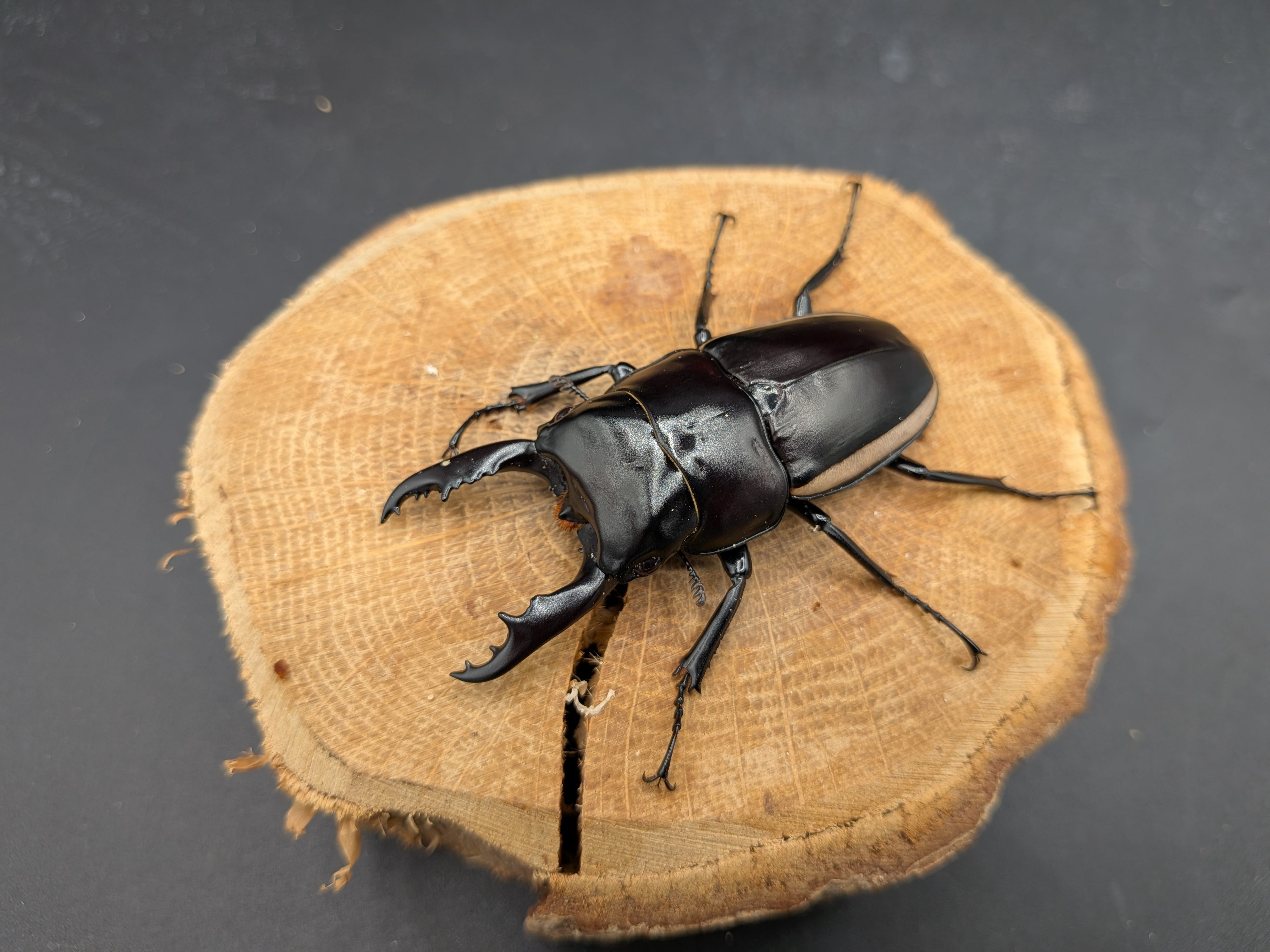 クワガタムシ | クワガタムシ・カブトムシ専門ショップ CIEL