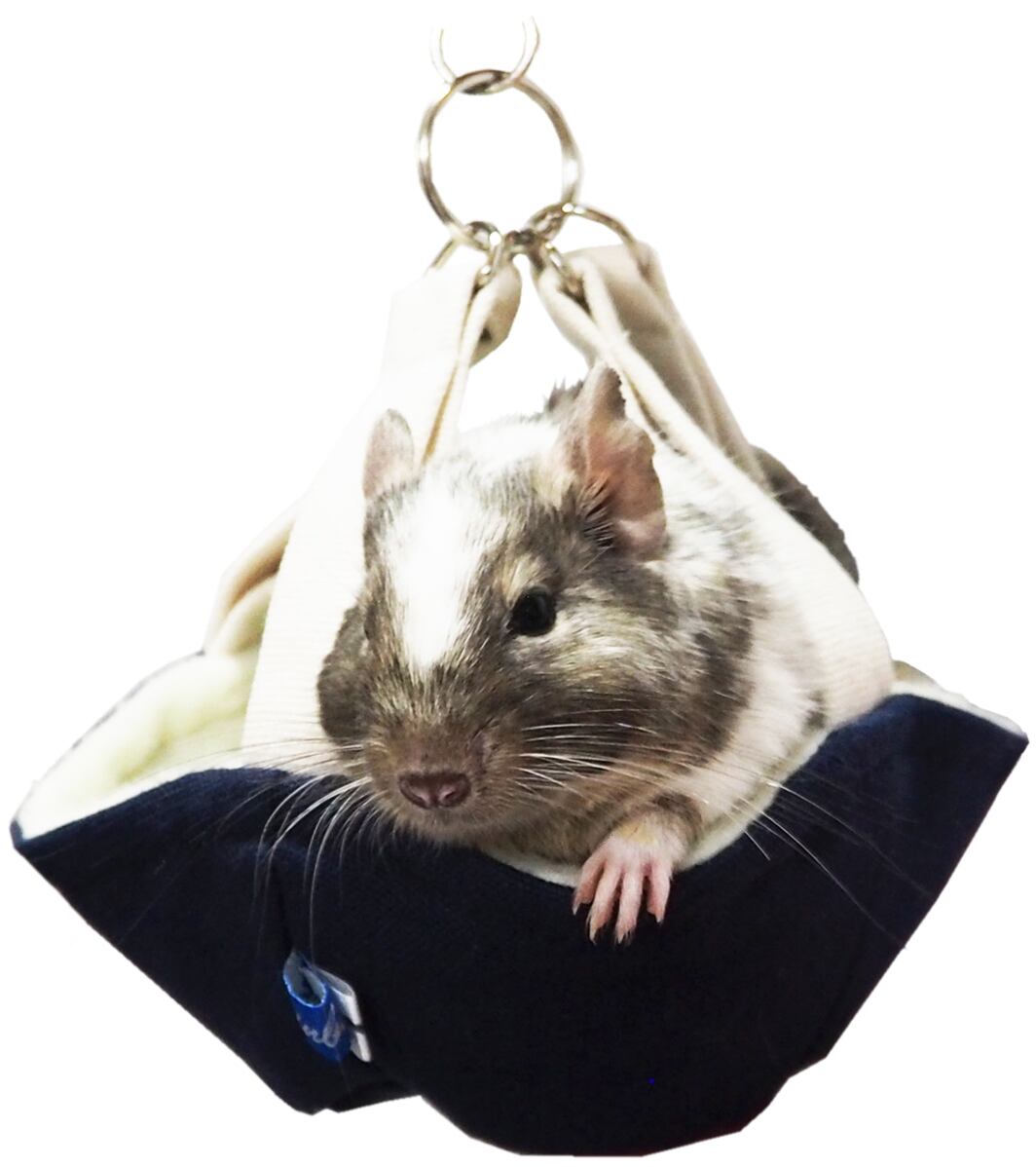 【小動物用品】みんなのちびタルト　ブルー/ブラウン