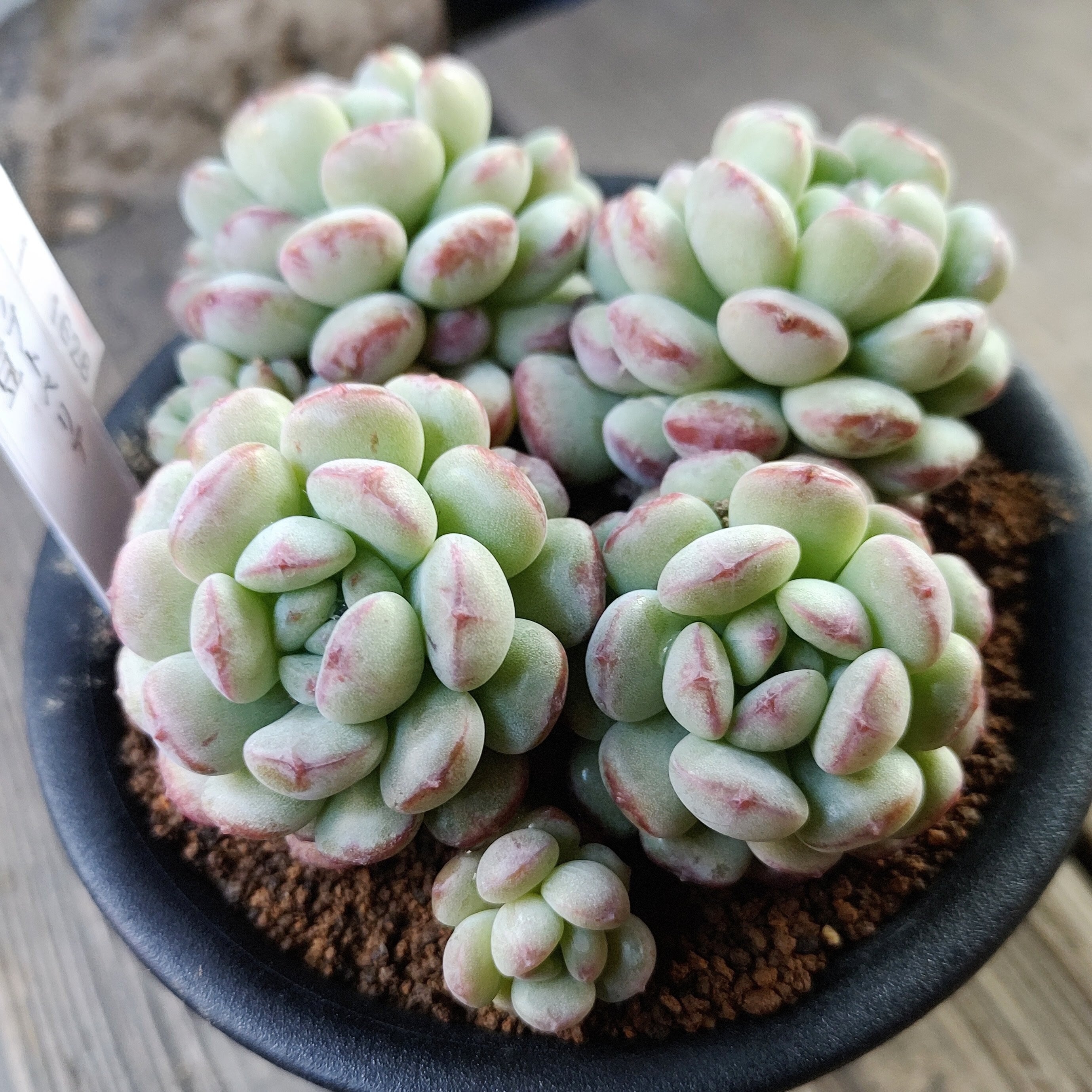 萌豆(B) | RuPo 多肉植物専門店