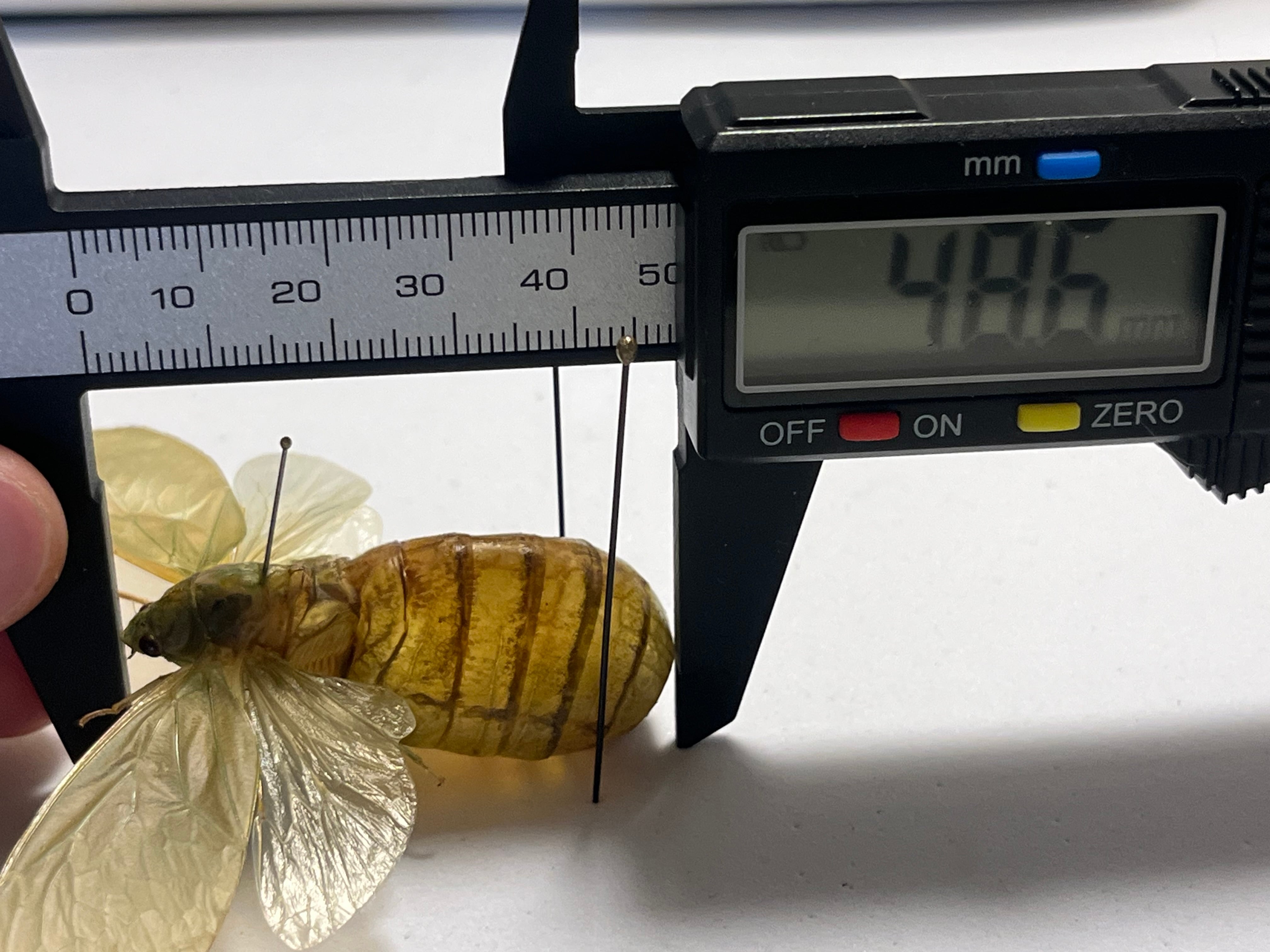 伝説ノ蝉】フウセンゼミ ハラブトゼミ Cystosoma saundersii 昆虫標本