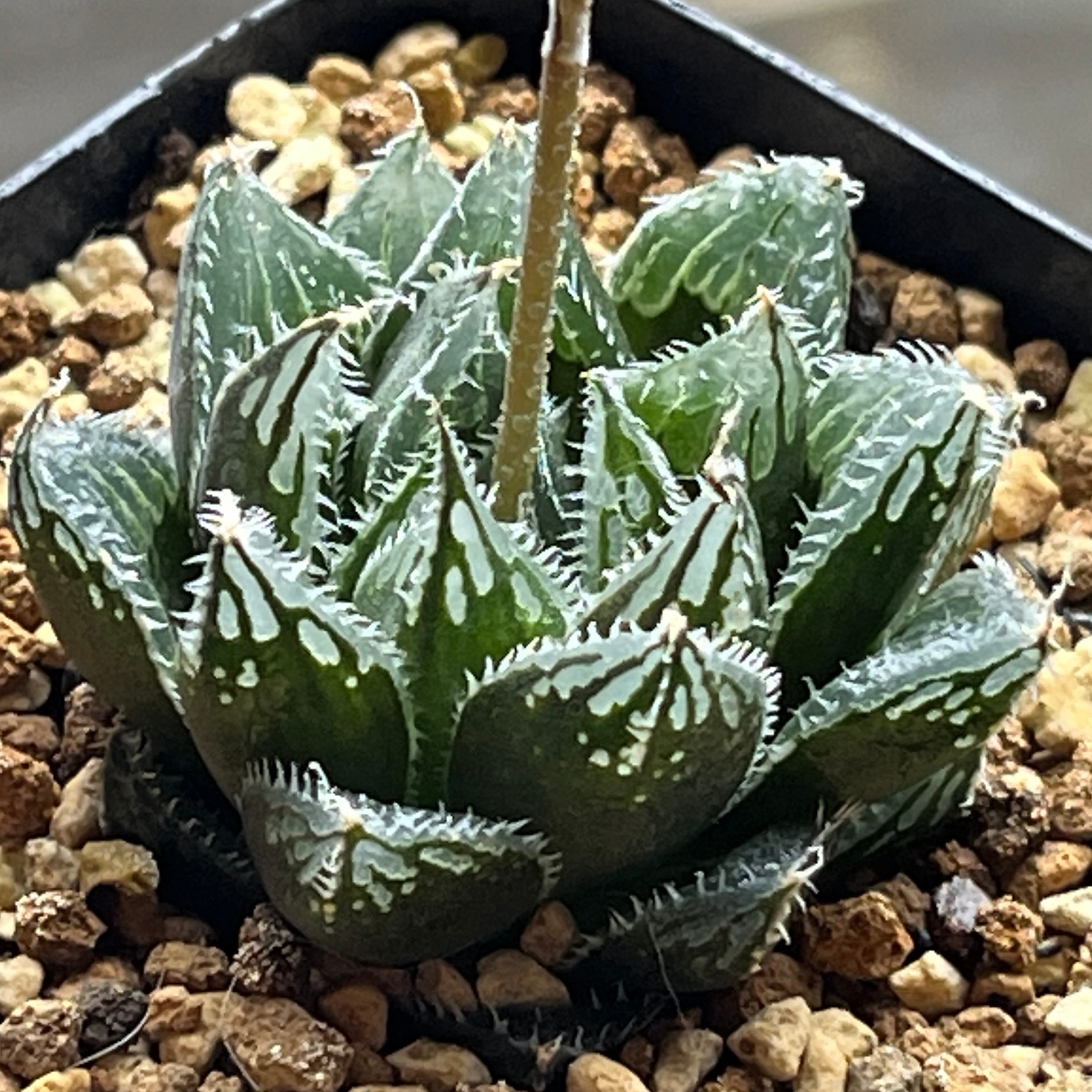 ハオルチア 森の雫 | mocono_plants