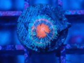 Loadhowensis Baby "Red" 17