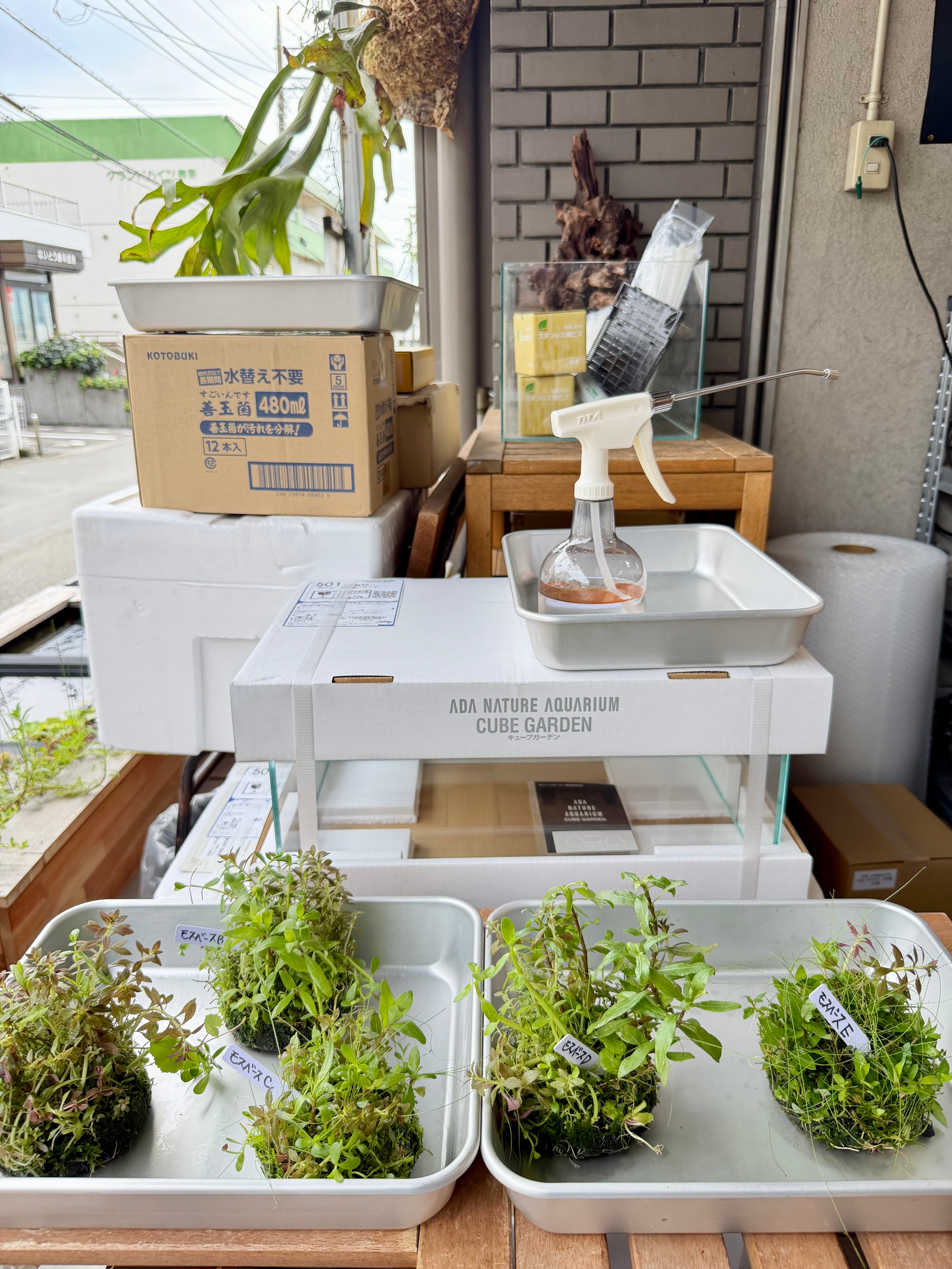 ADA】9月5日ADA侘び草モスベース！モスと有茎草のいいとこ取り！写真の