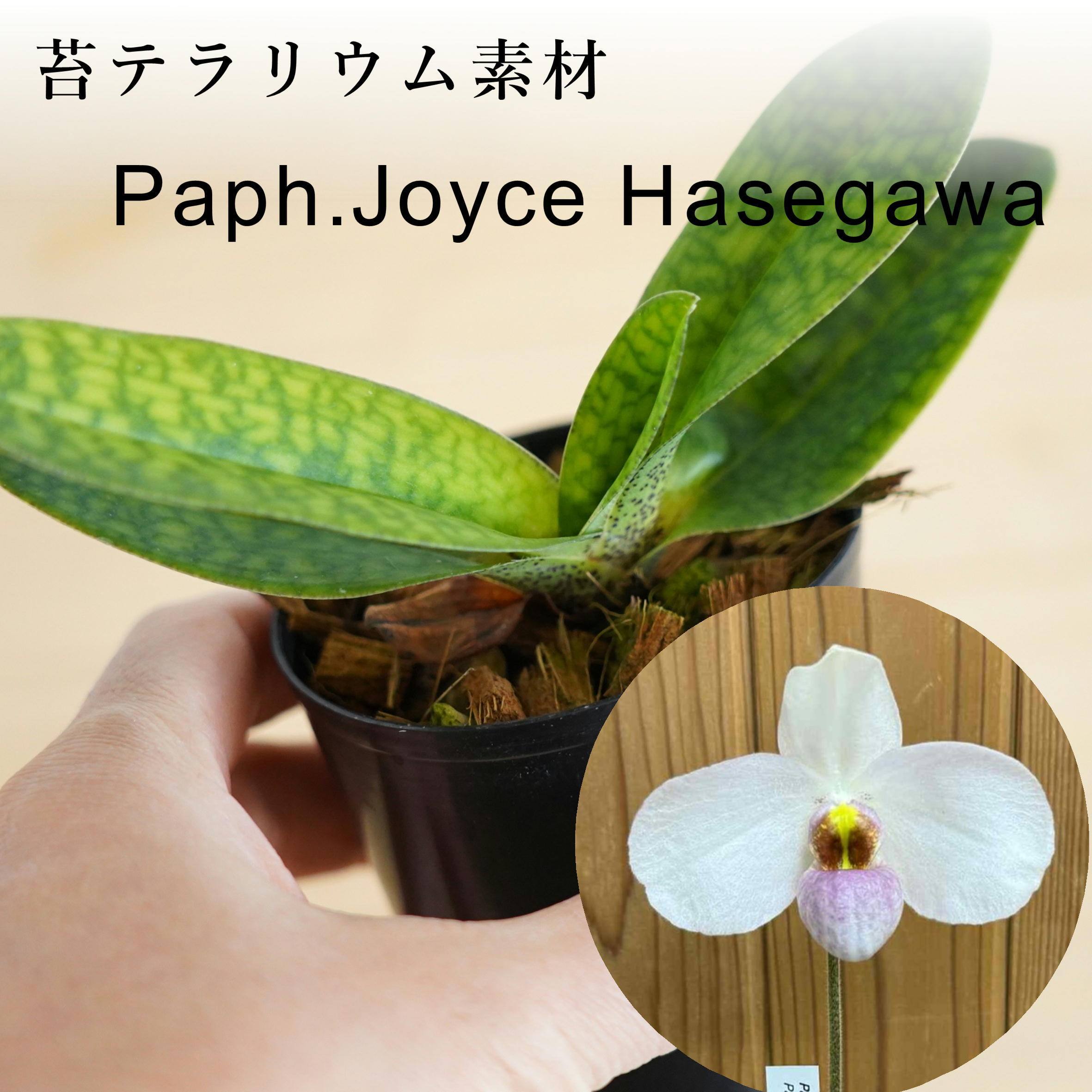 多肉植物 アエオニウム 孔雀白錦 美苗 #孔3 | Pay ID